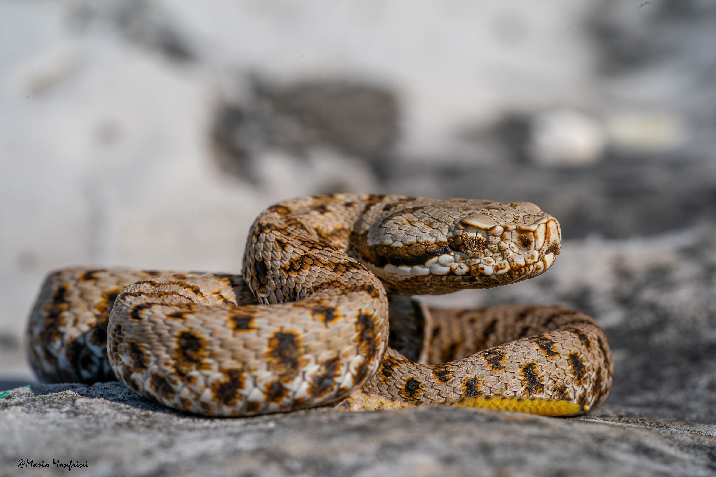 Vipera aspis francisciredi