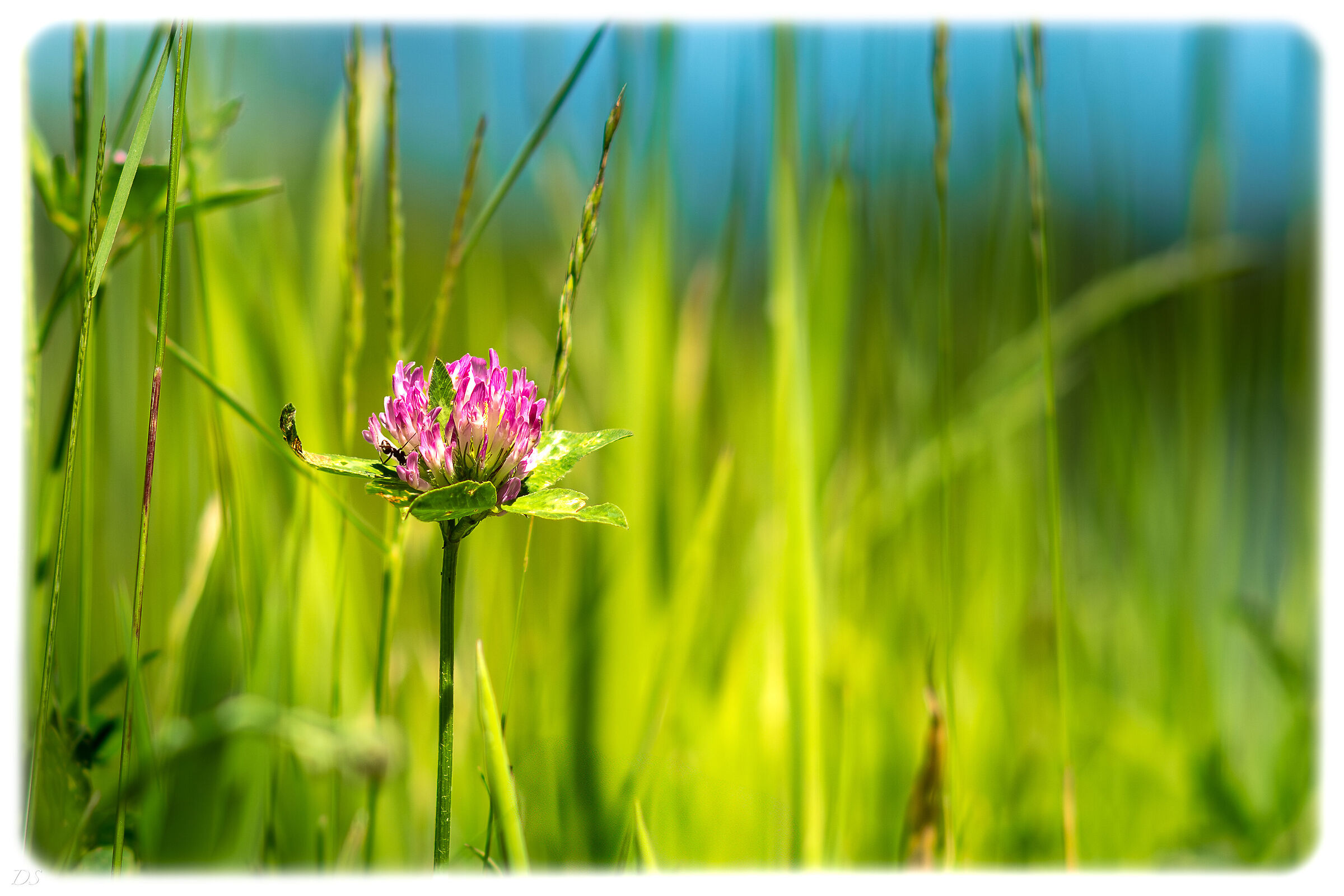 Simple Flower