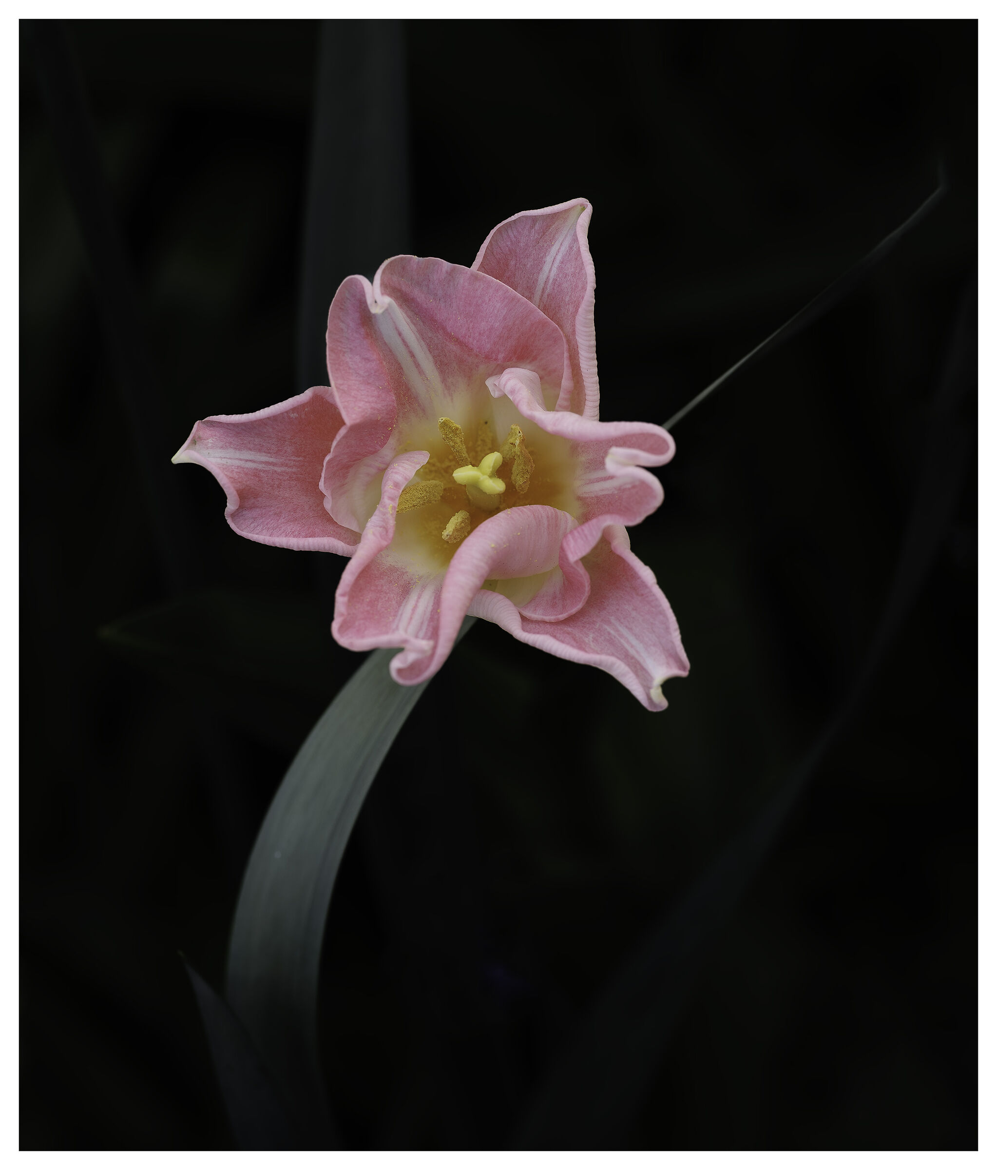 Tulips