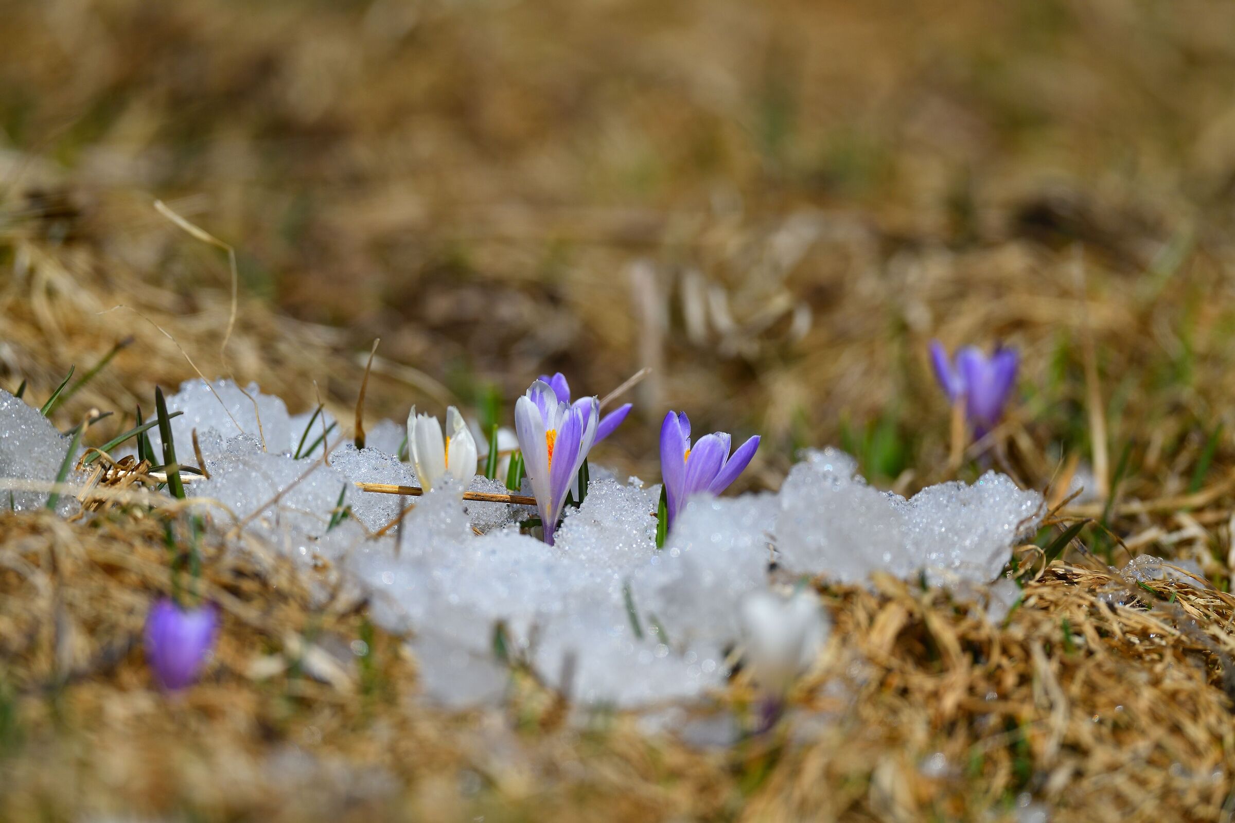 first crocus... last snow...