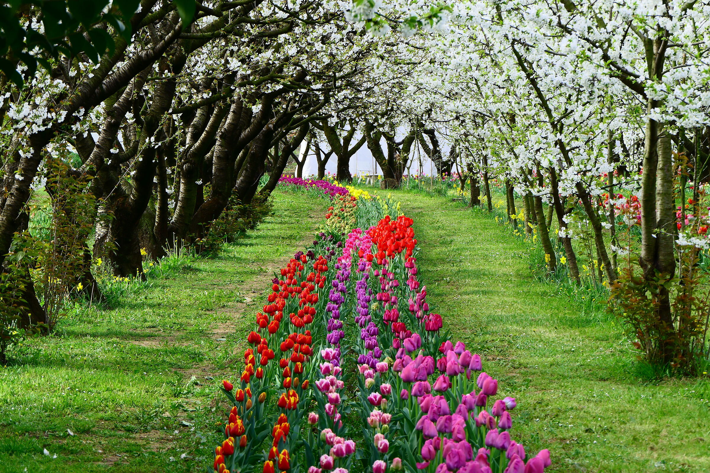 Tulips and cherry trees