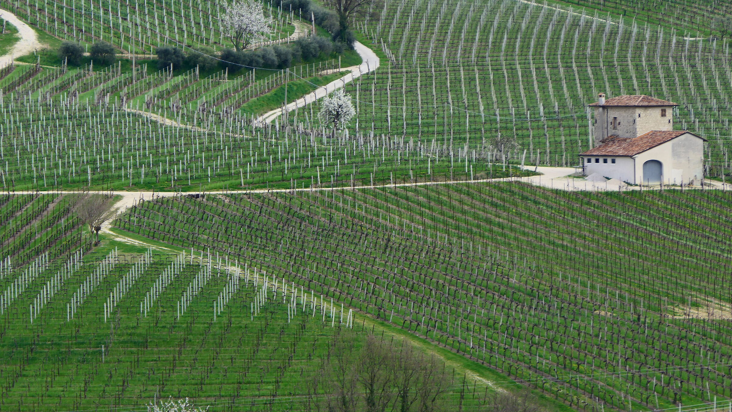 The Prosecco hills