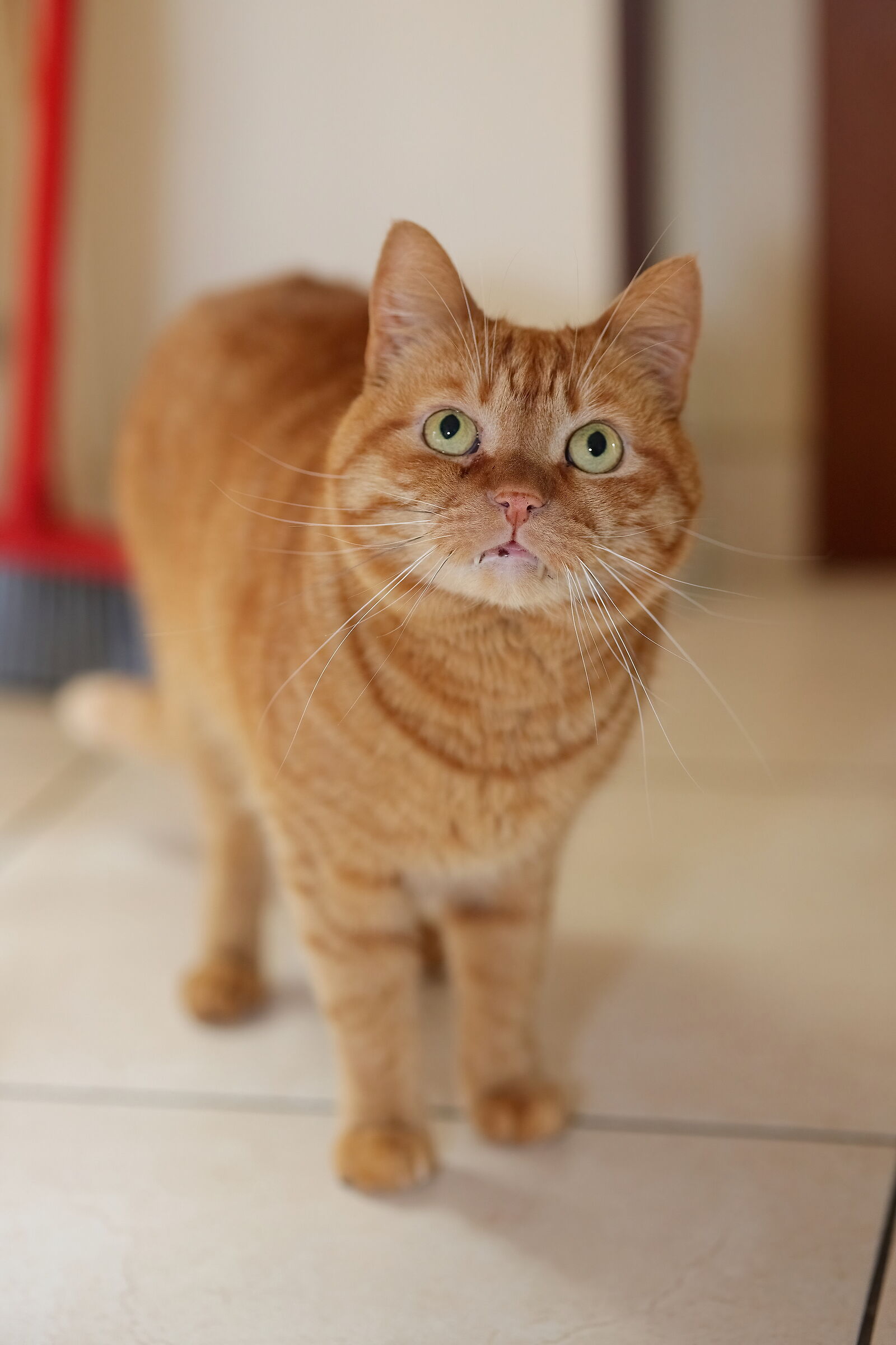 Leo