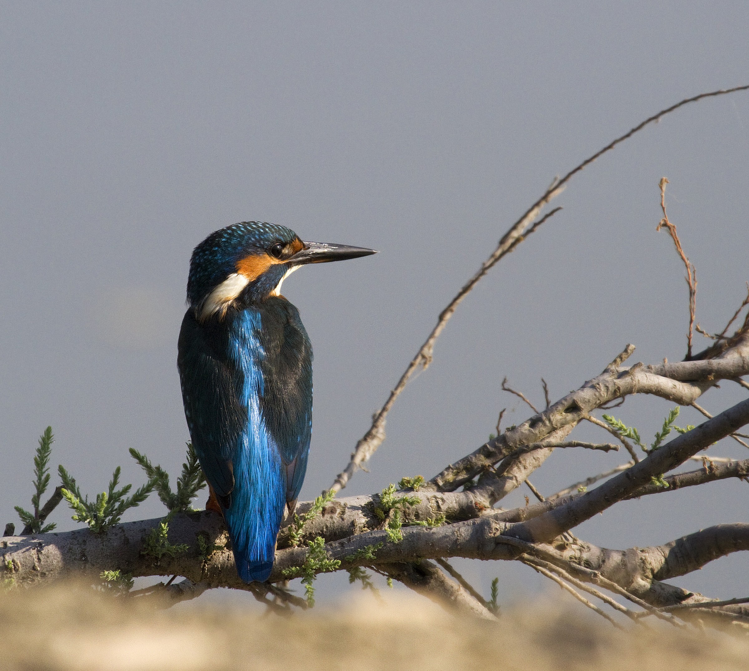 ilio first martino close