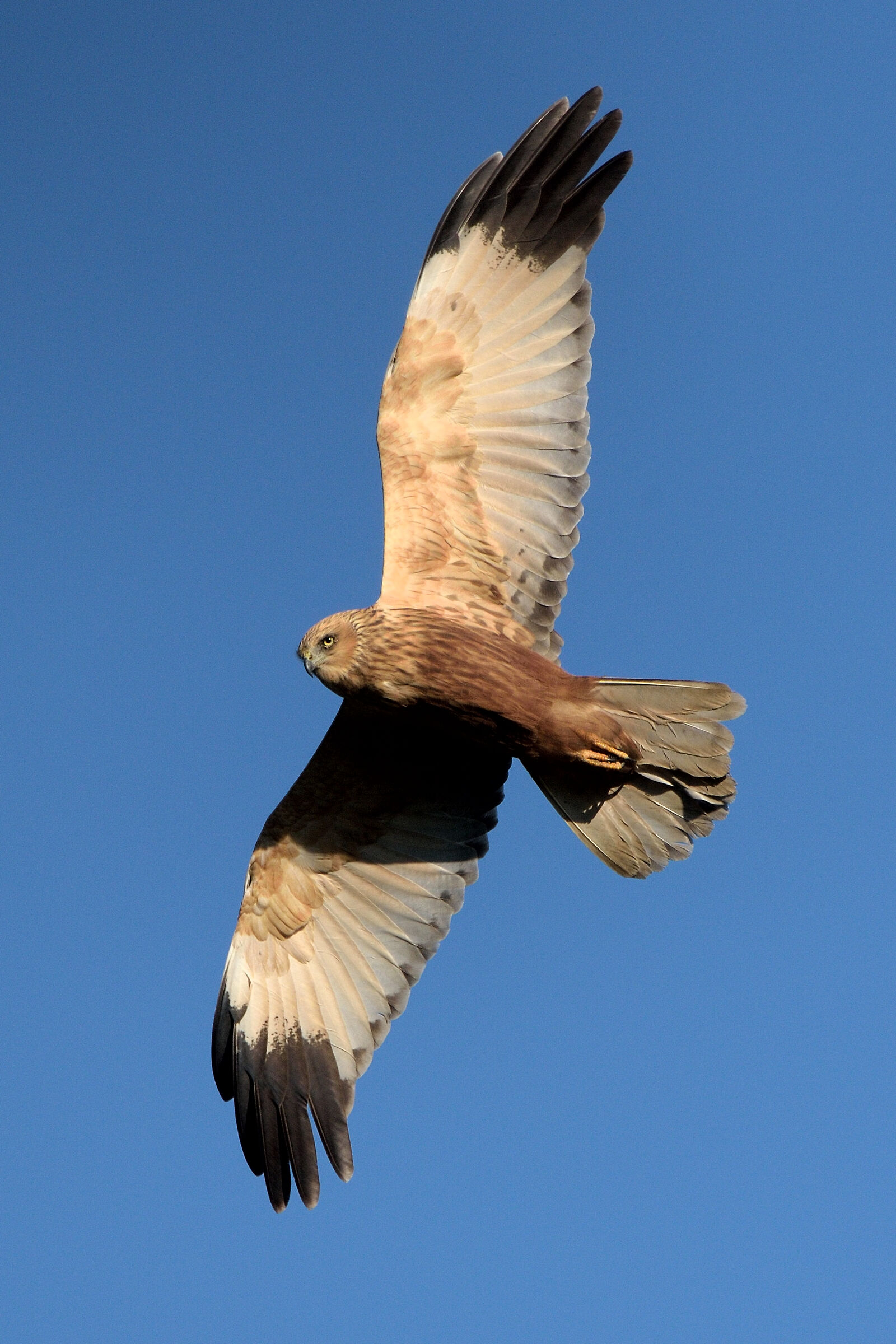 a beautiful male Marsh Harrier