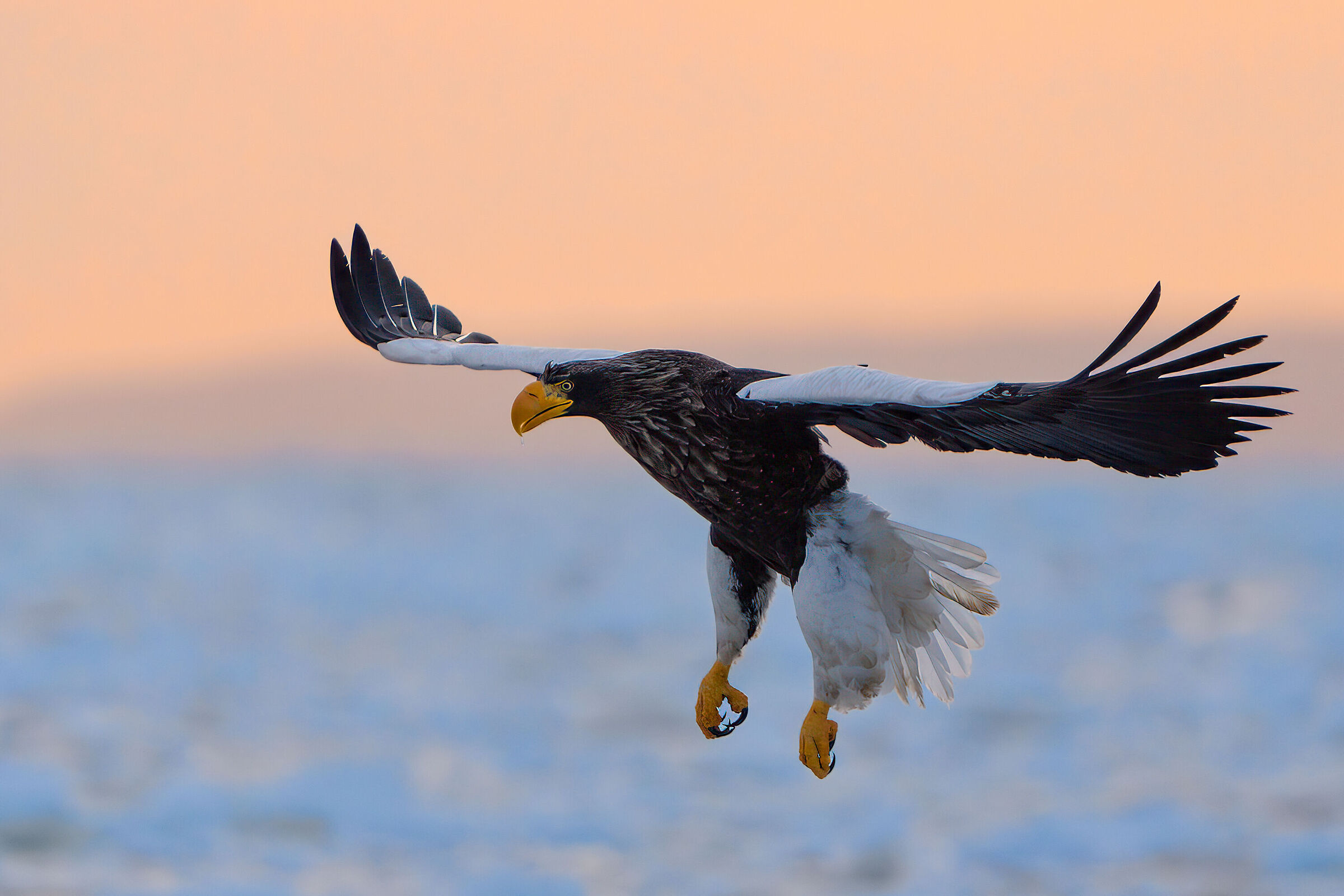 Steller Eagle