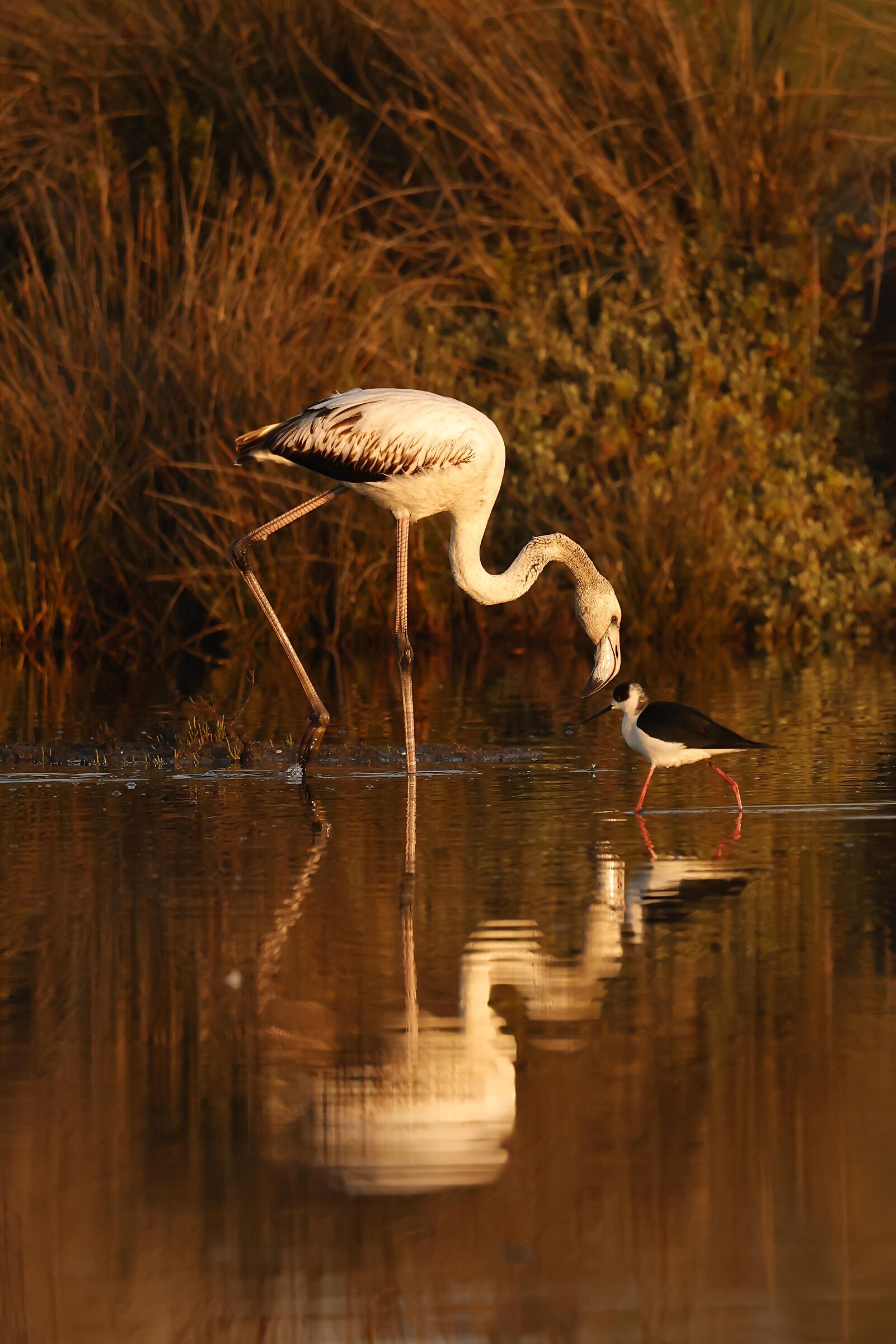 Who has the toughest head?