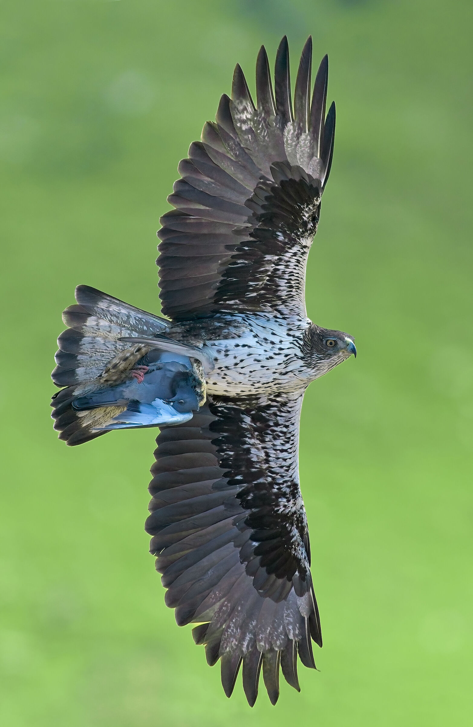 Bonelli's eagle with prey