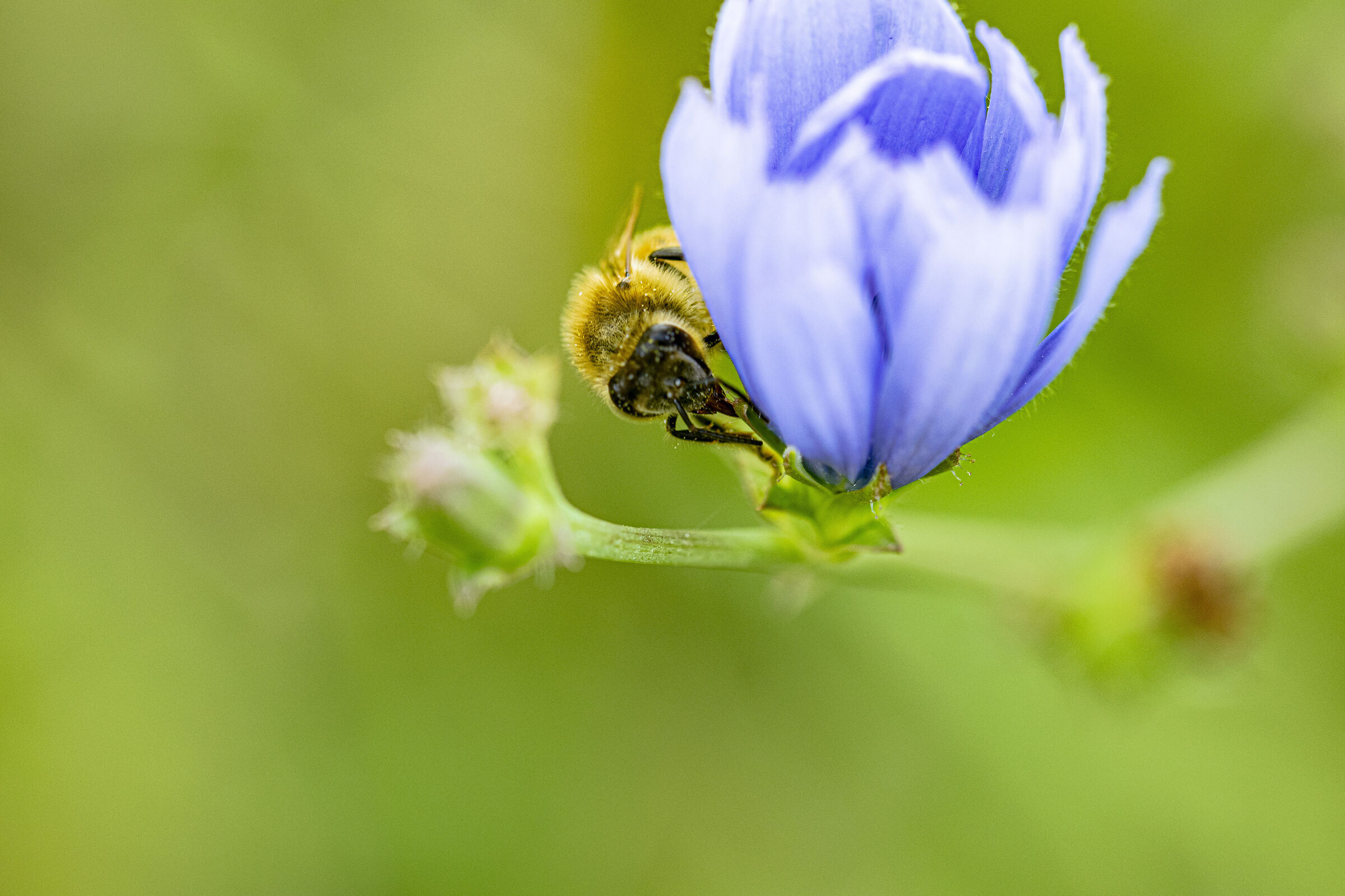 Bee Spring !