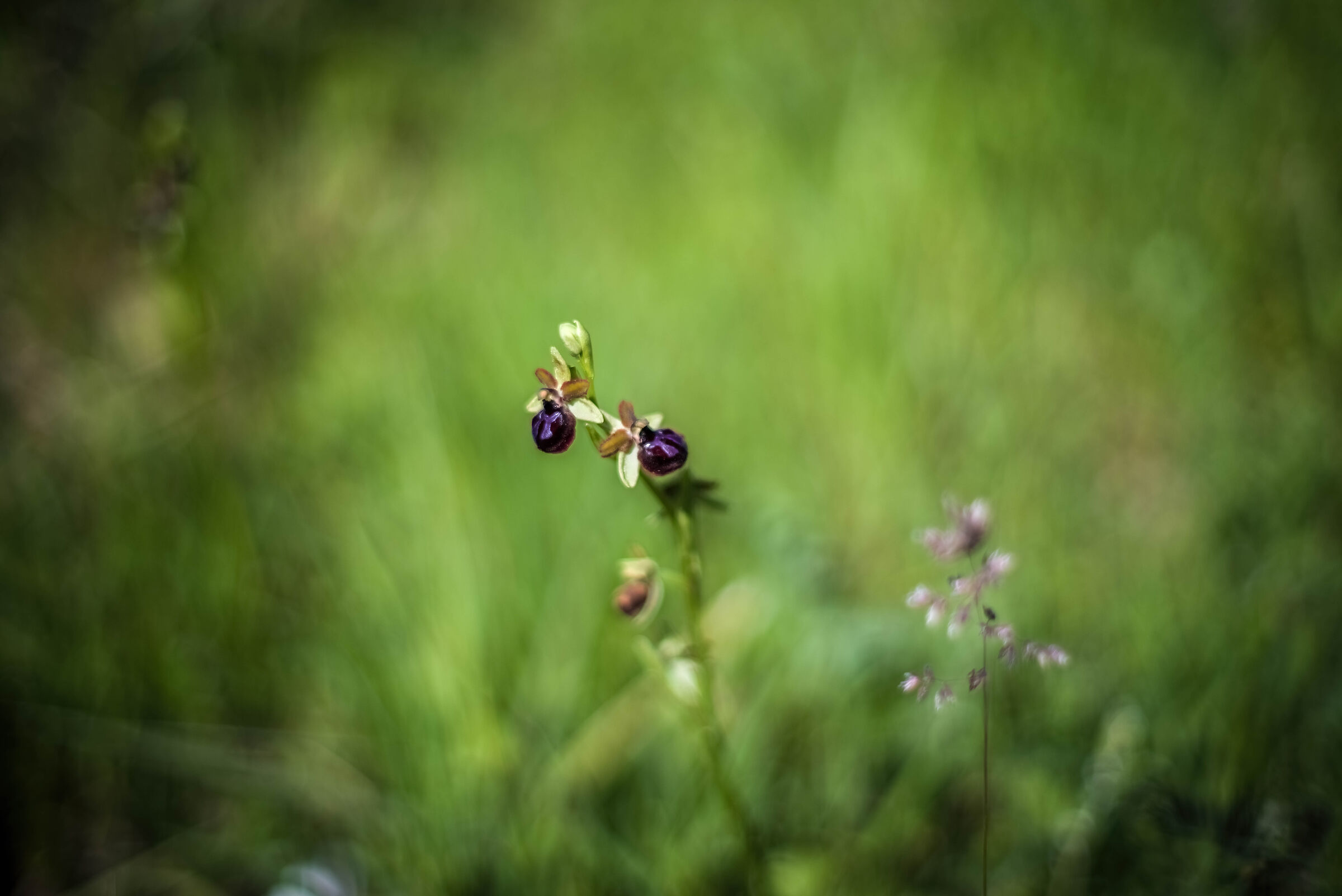 Ophrys spp.