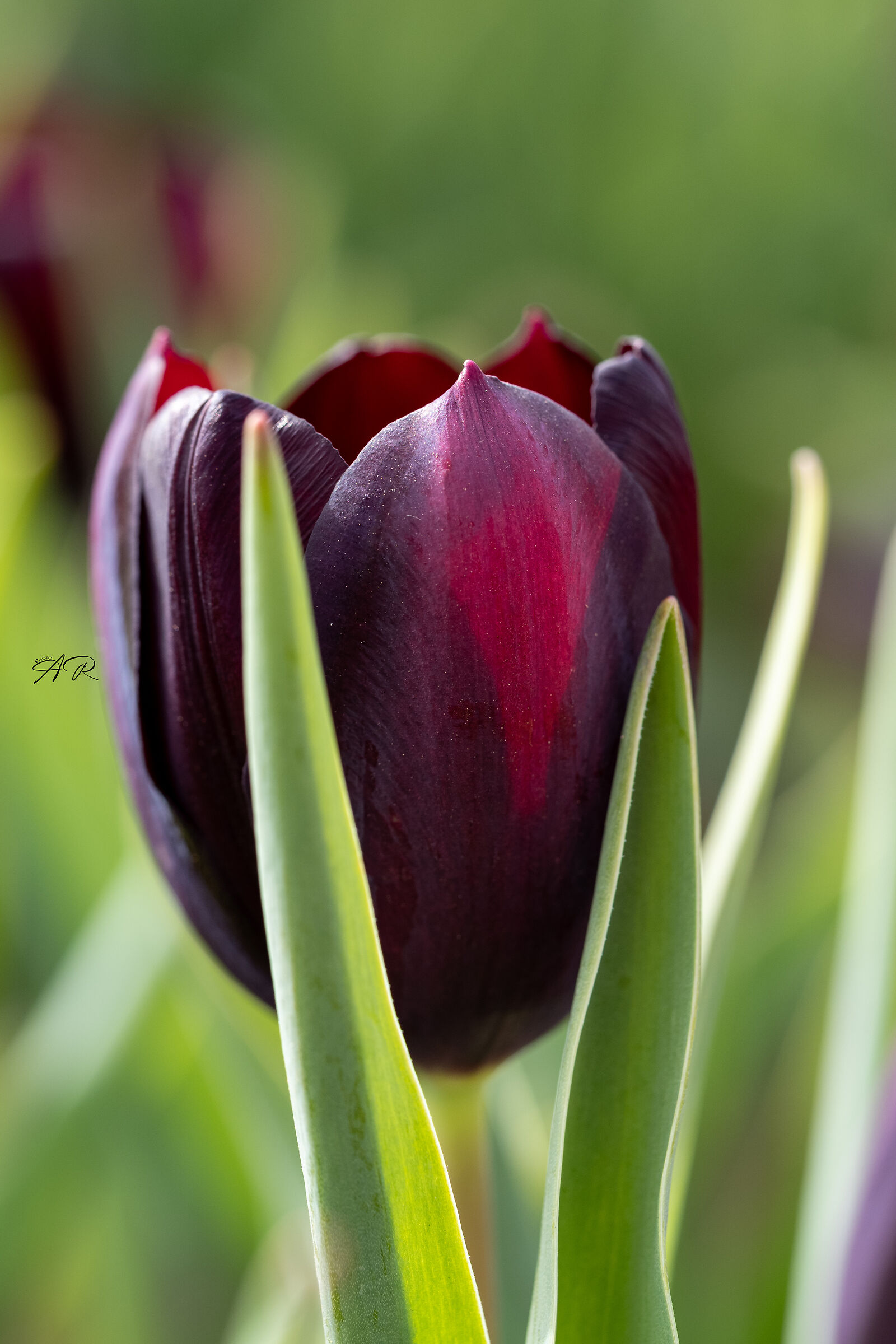 Tulip qeen of night