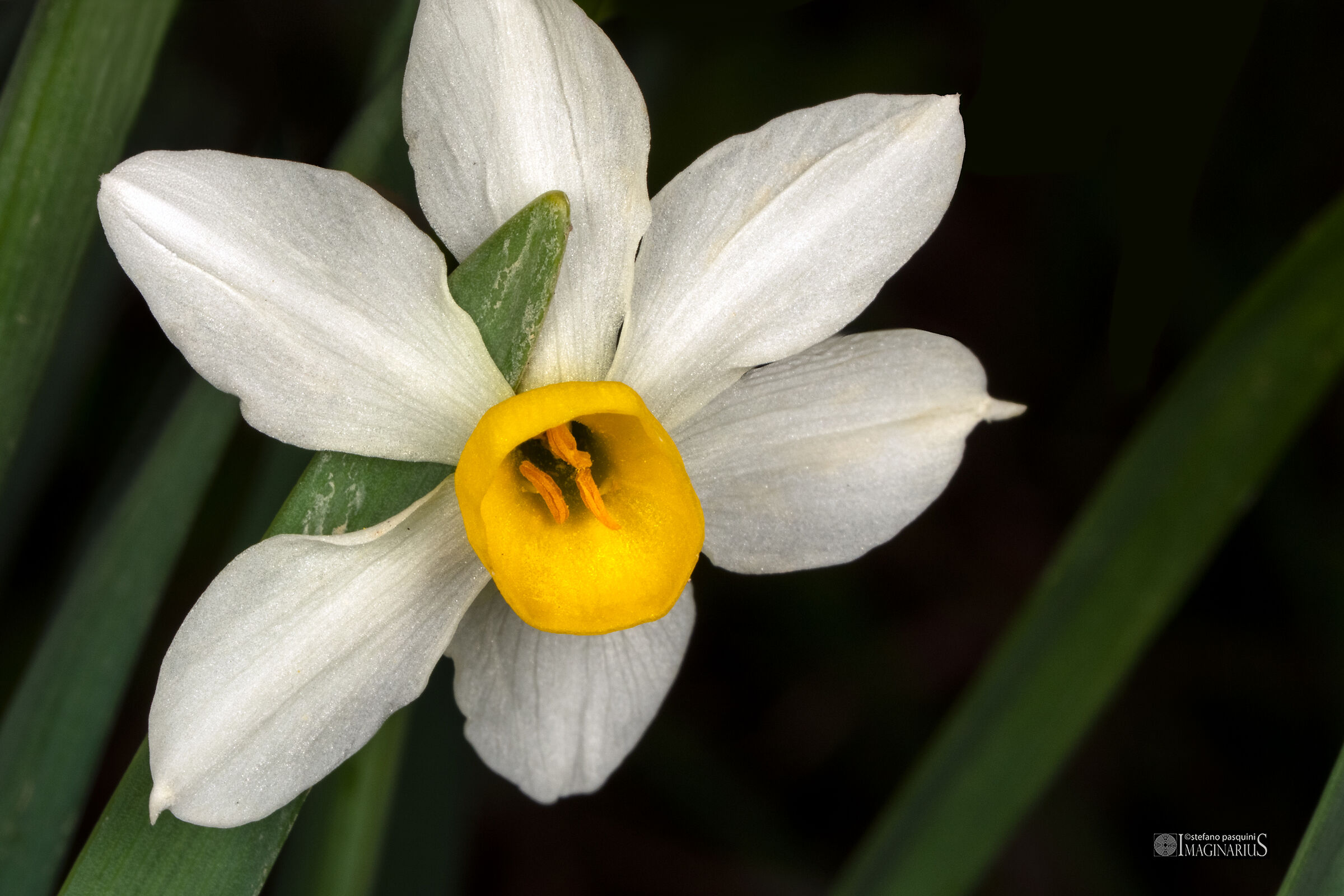 The daffodil ... Narcissist