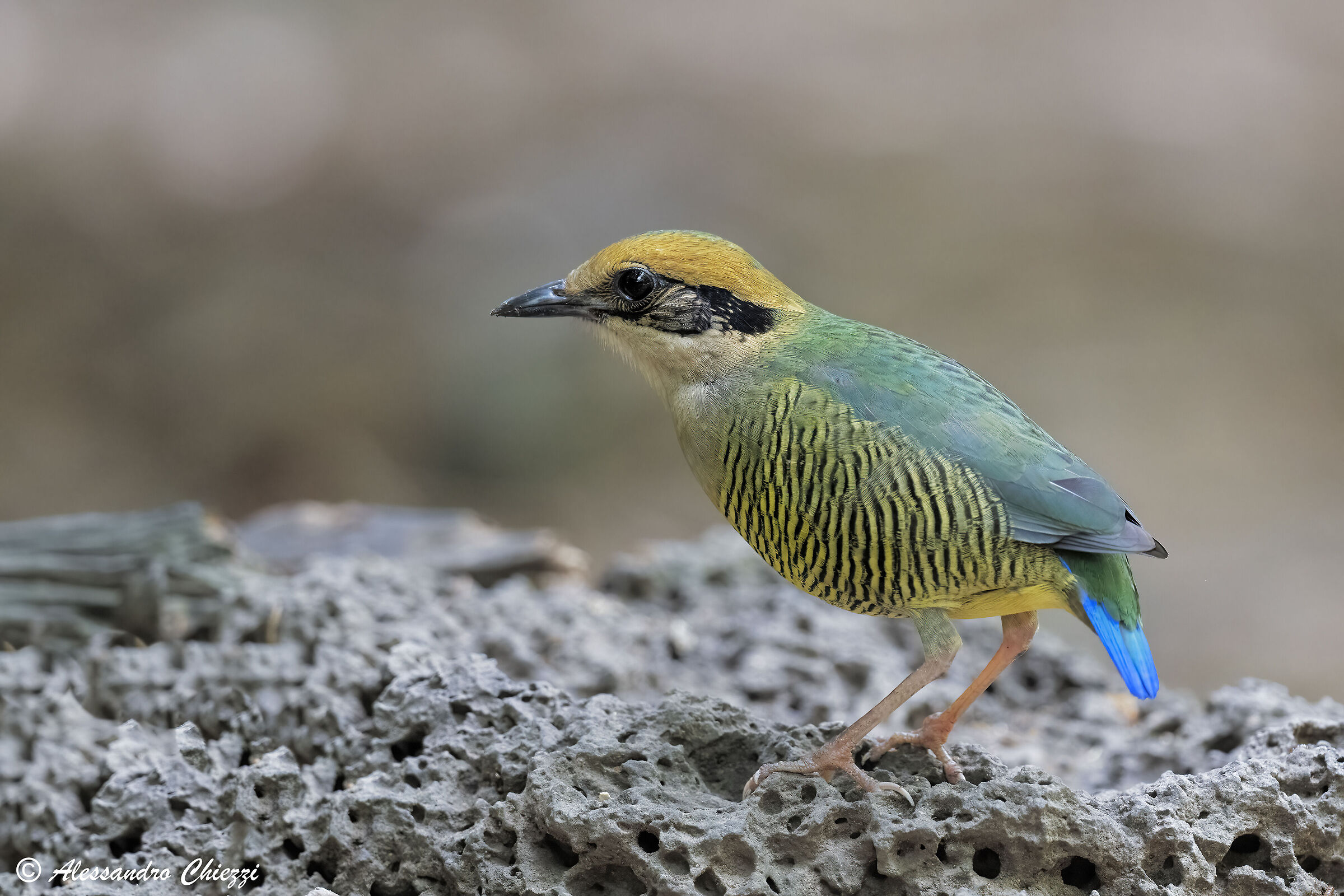 Elliot's Pitta