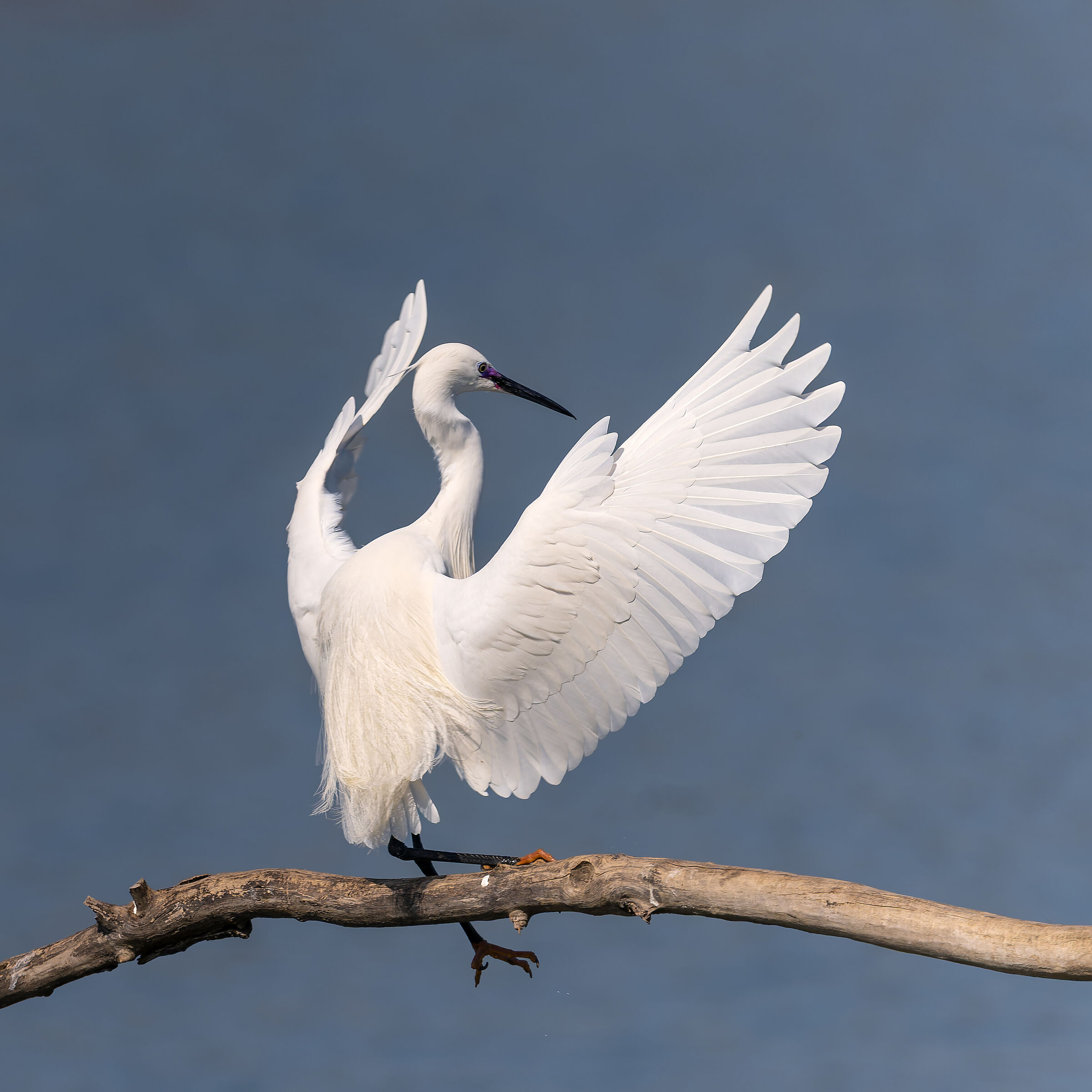 Garzetta -Parco del Meisino - Torino