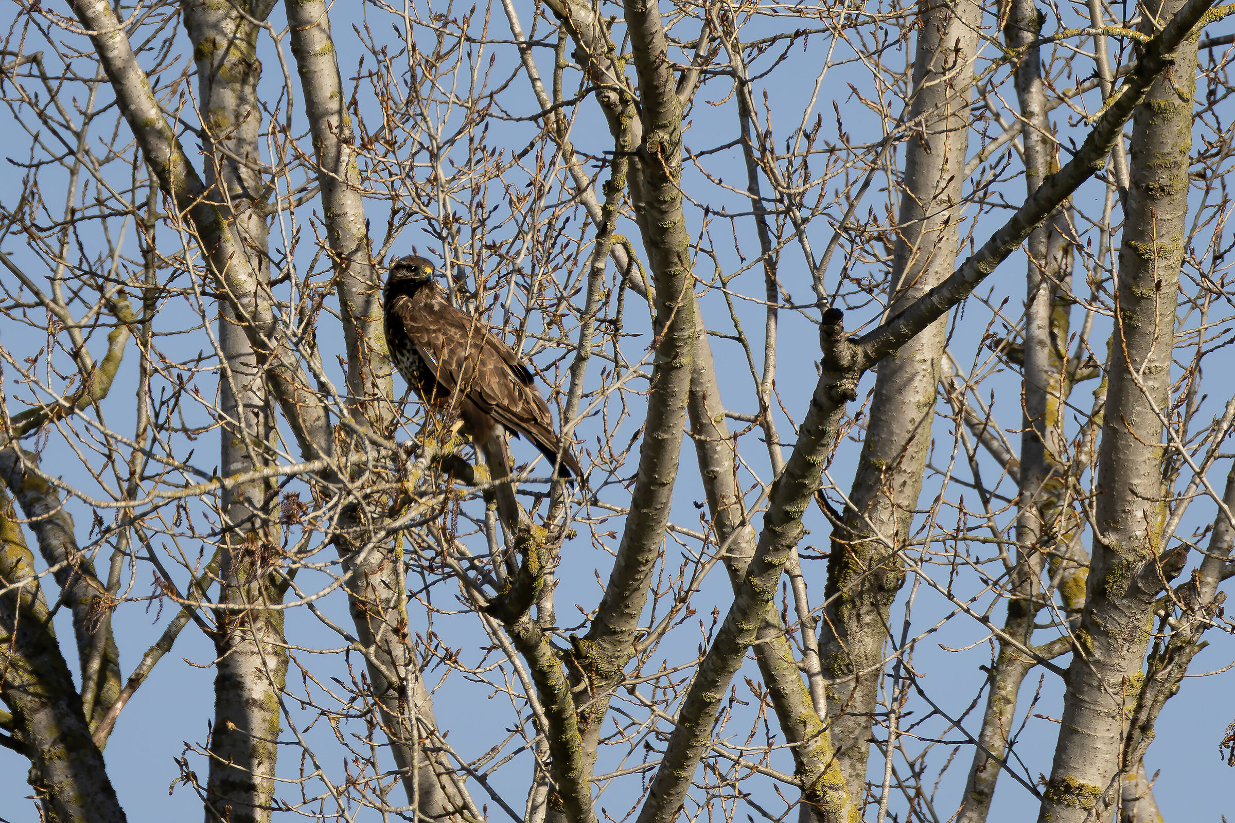 Buzzard