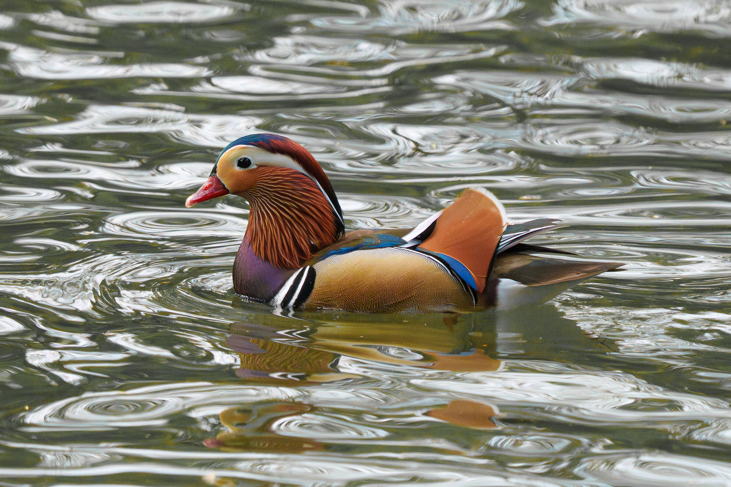 Mandarin Duck