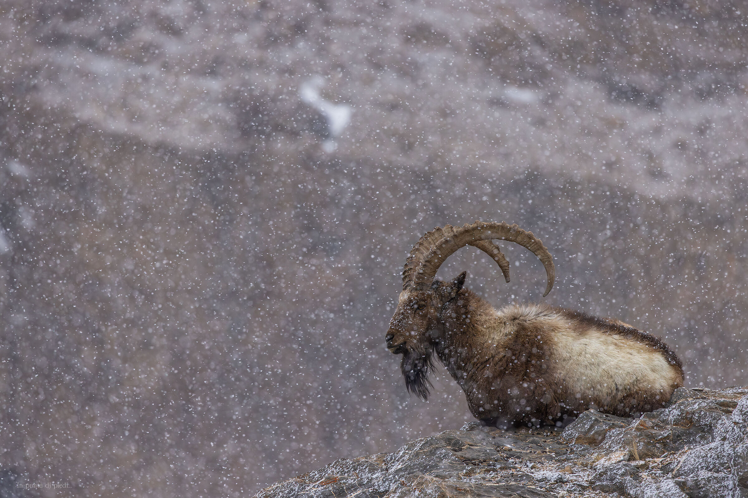 Himalayan ibex - Himalayan ibex