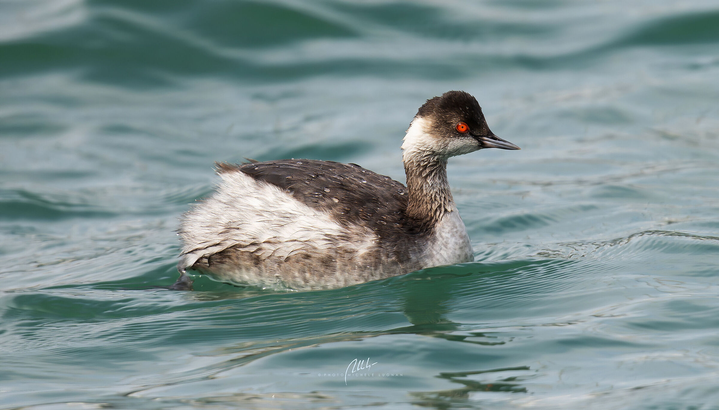 Pccolo grebe