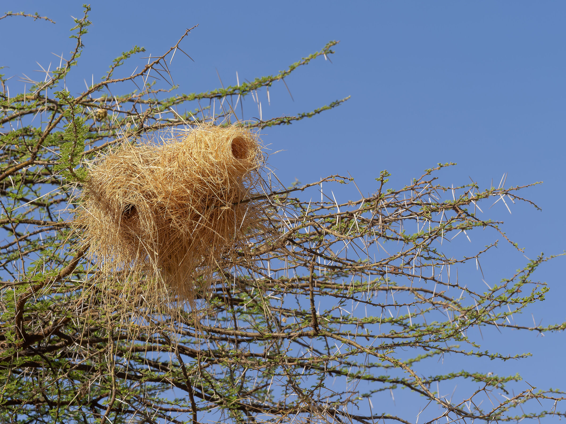 ... waiting for the weaver bird!