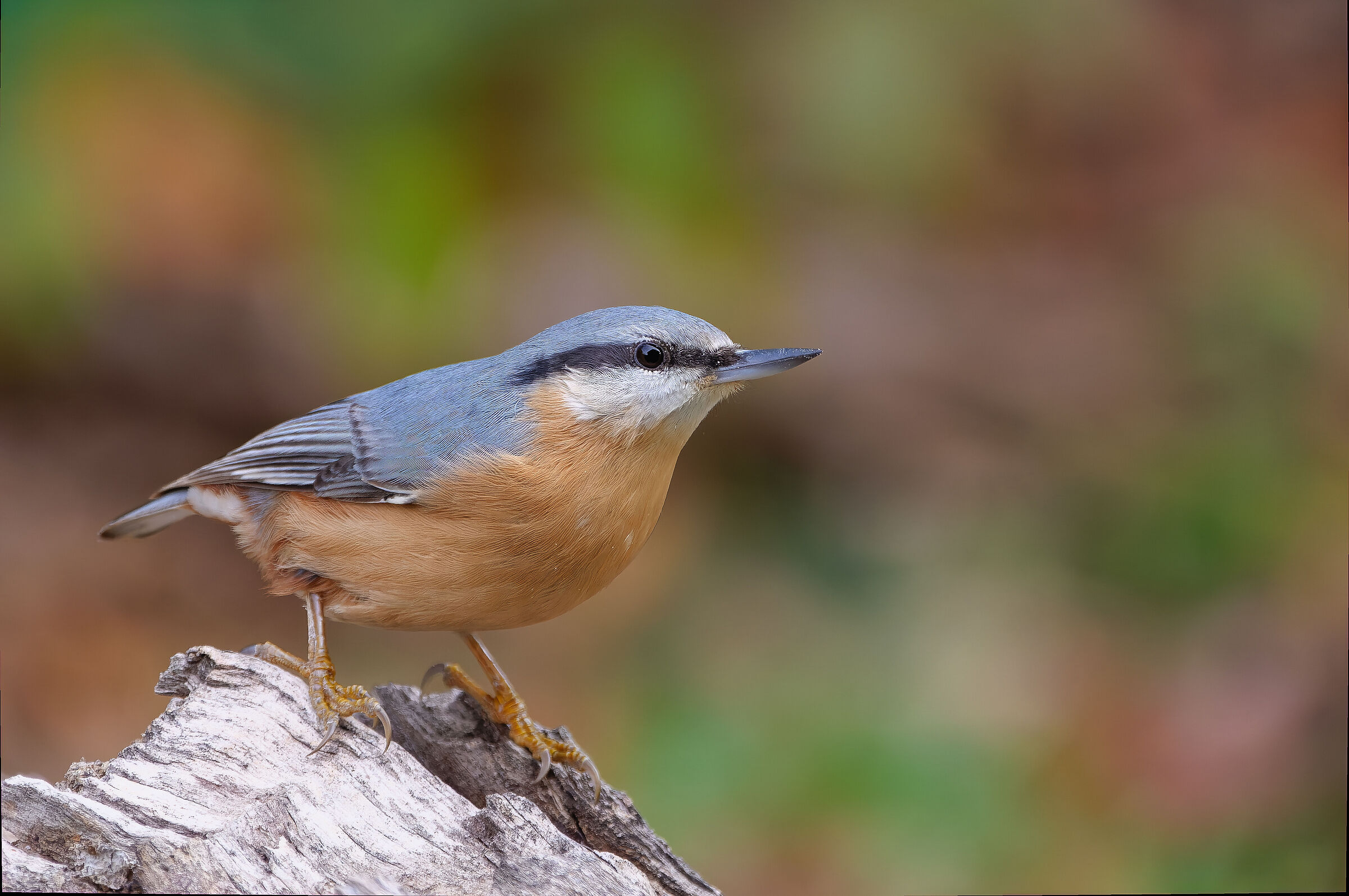 Nuthatch.