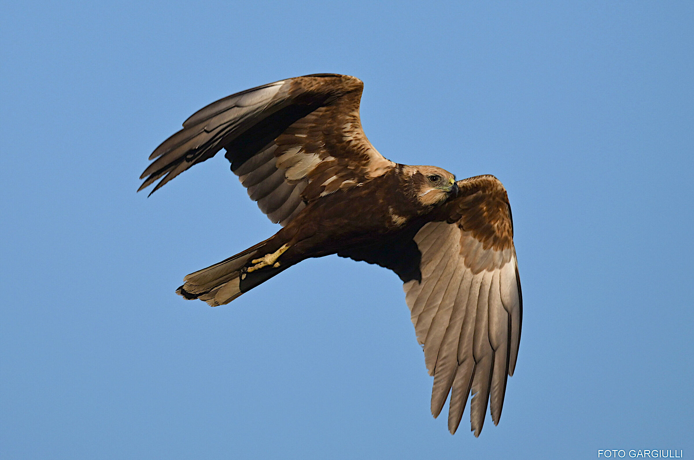 Female Marsh Harrier