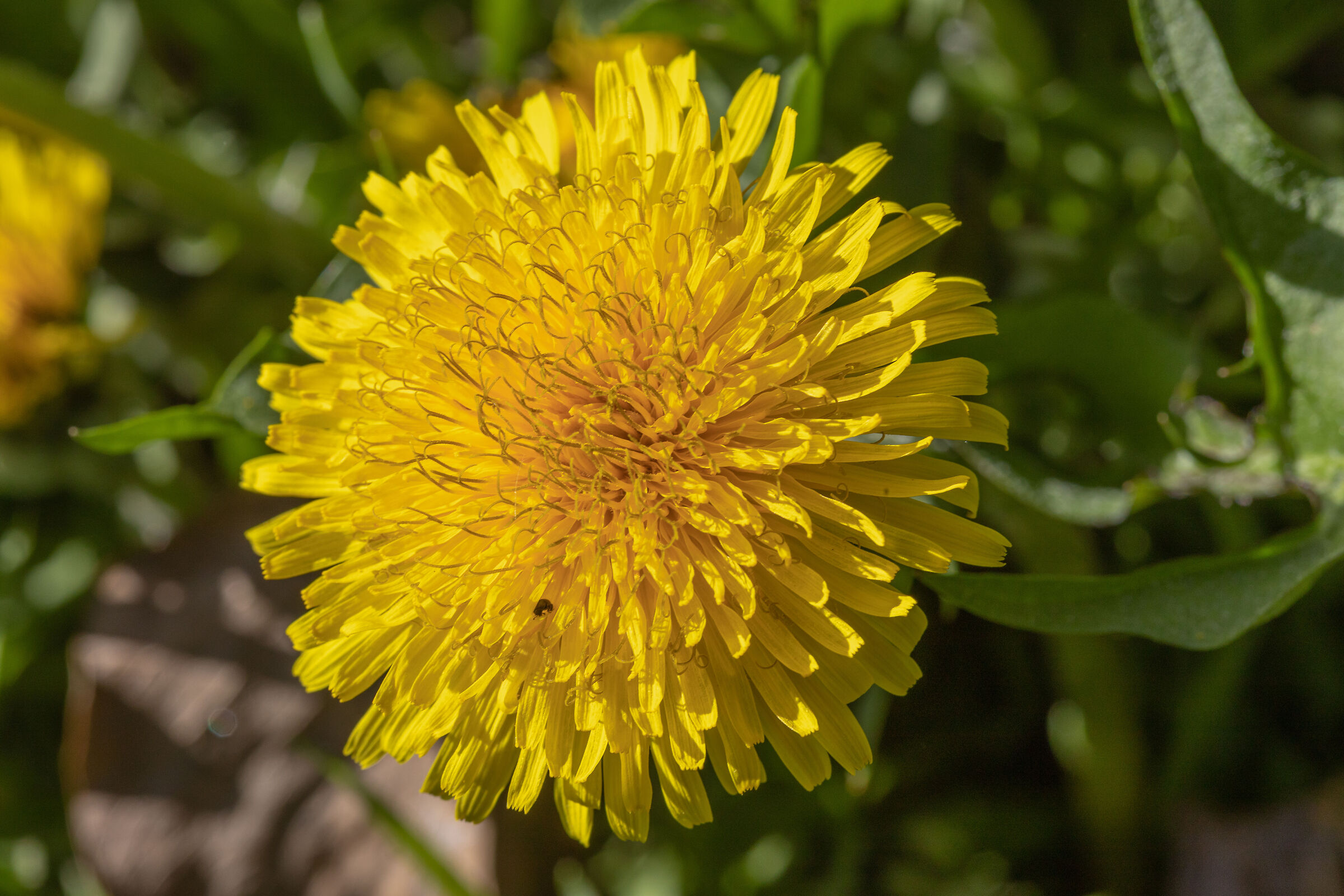Taraxacum officinale