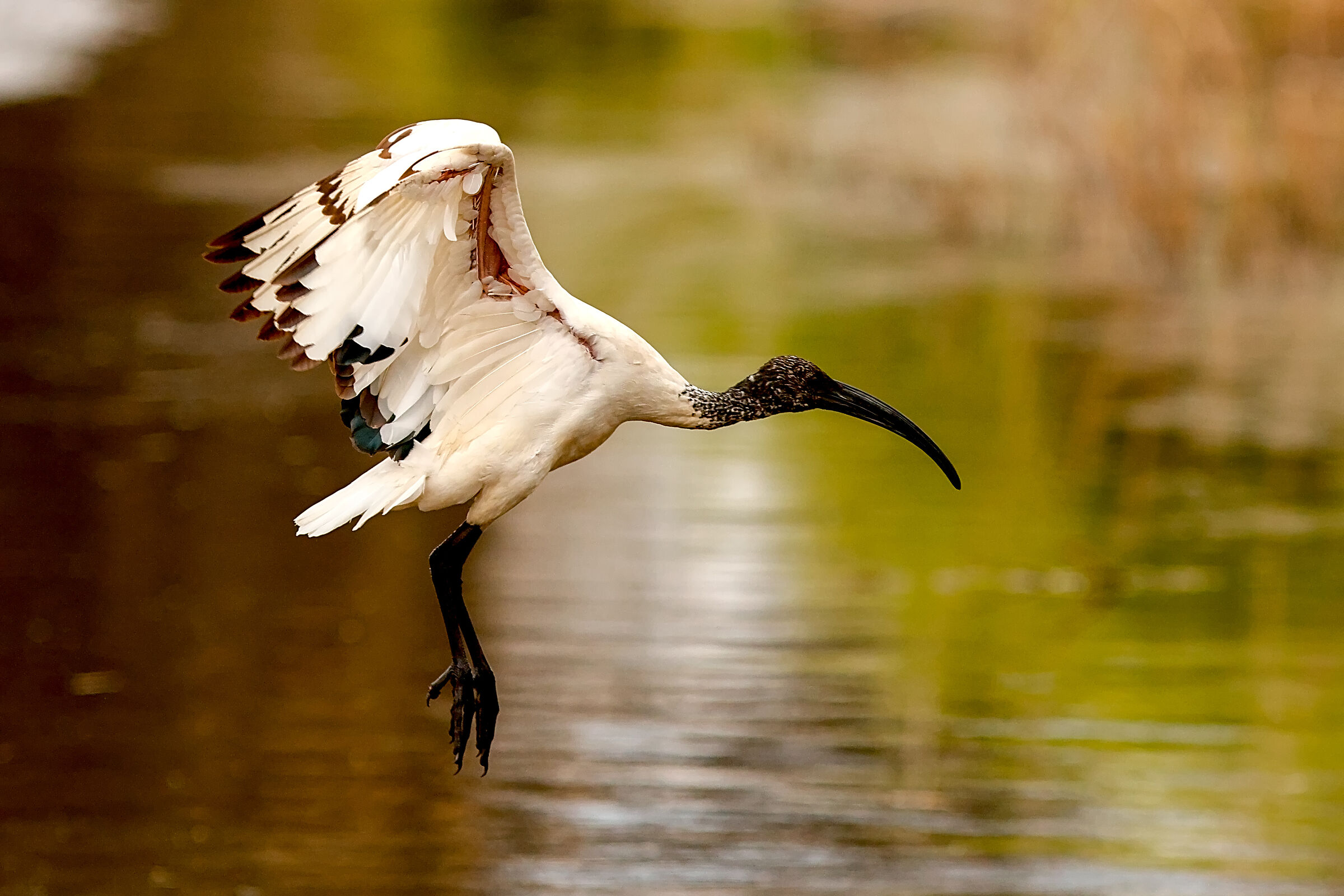 Sacred Ibis
