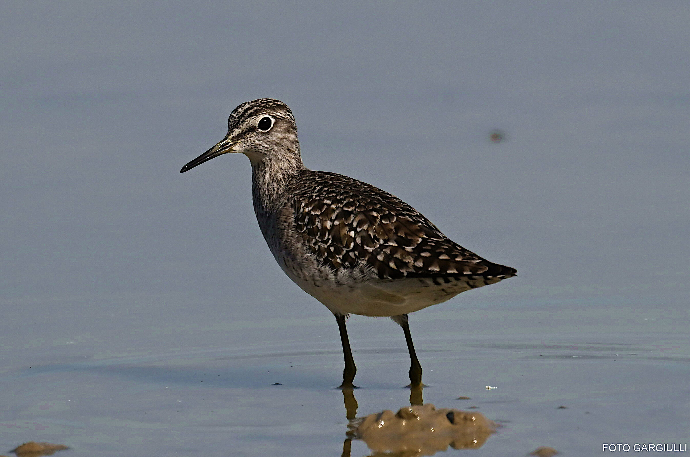 Wood Sandpiper