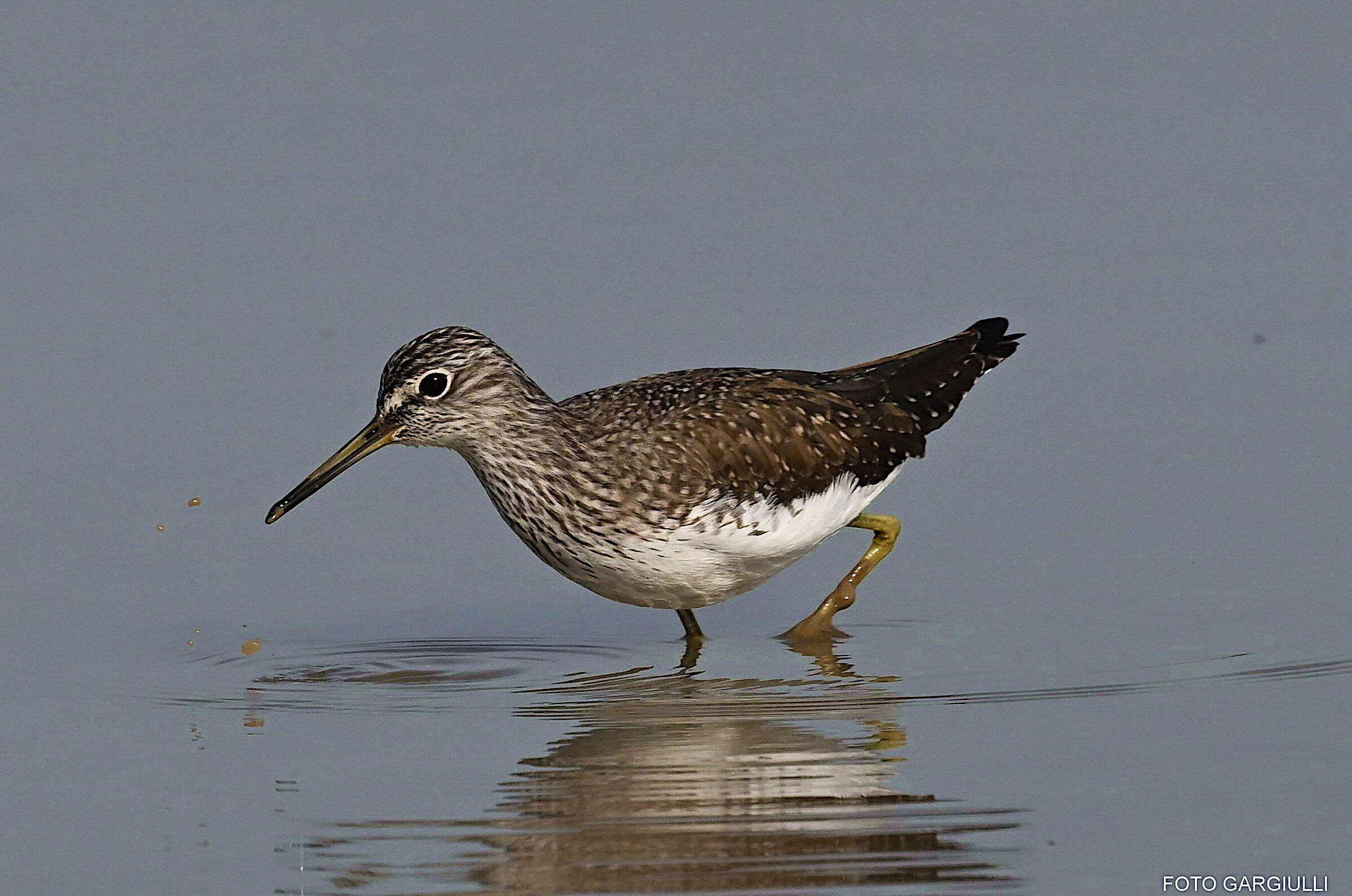 Wheatear Sandpiper