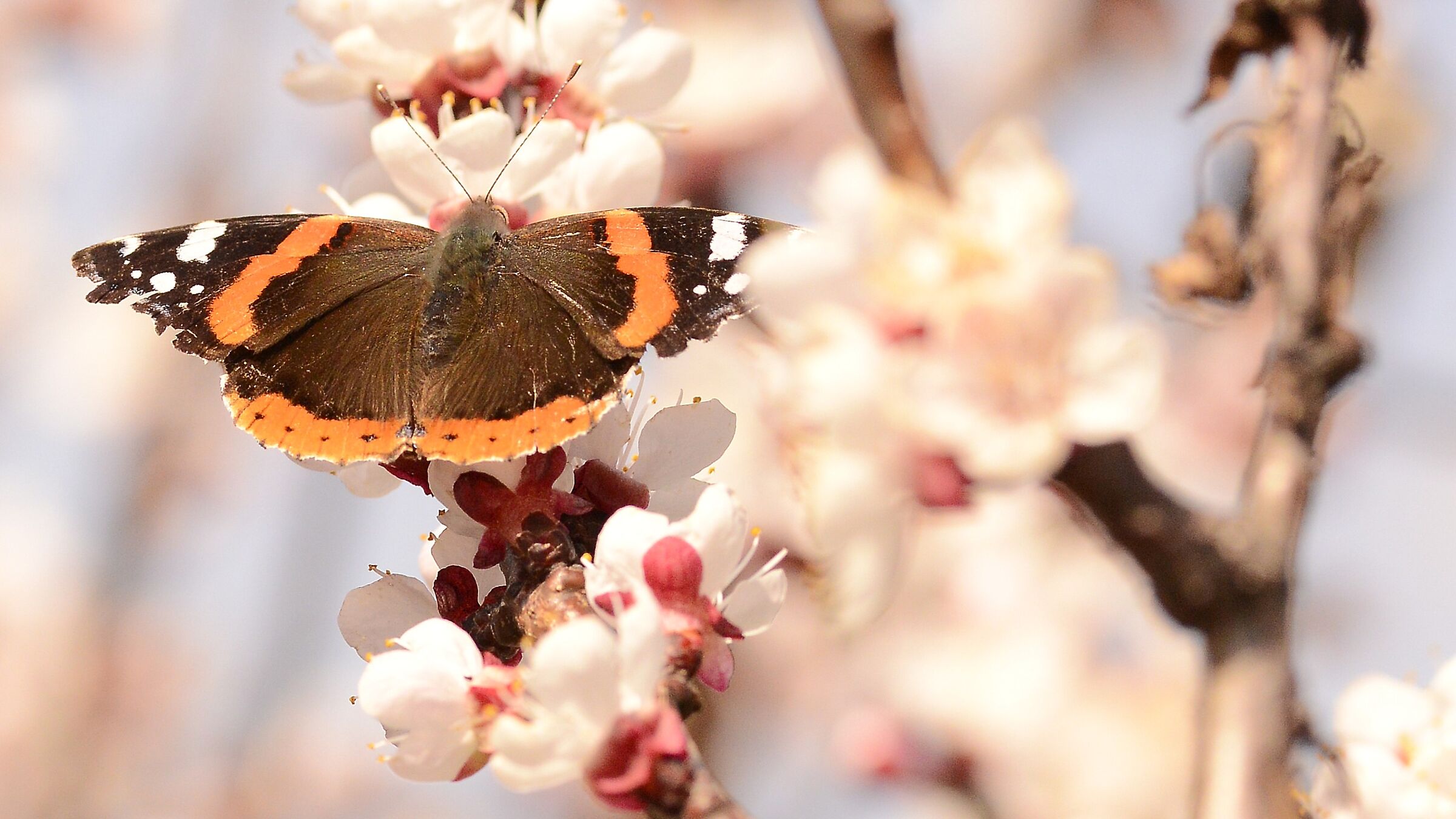 Butterflay 2