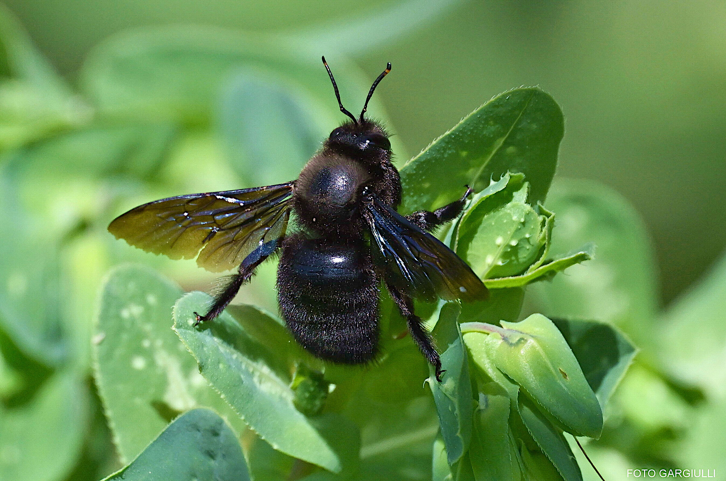 Woodcutter Bee (Xylocopa violacea)