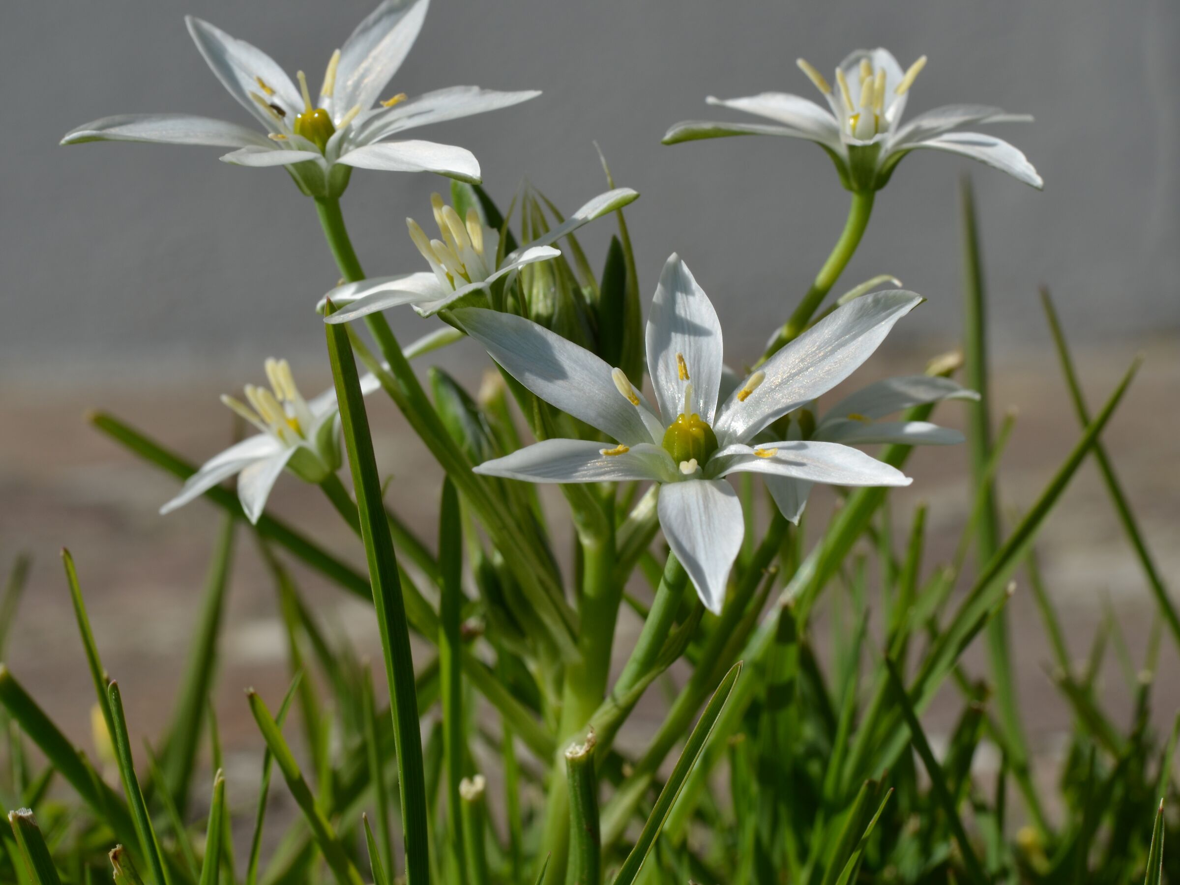 Star of Bethlehem