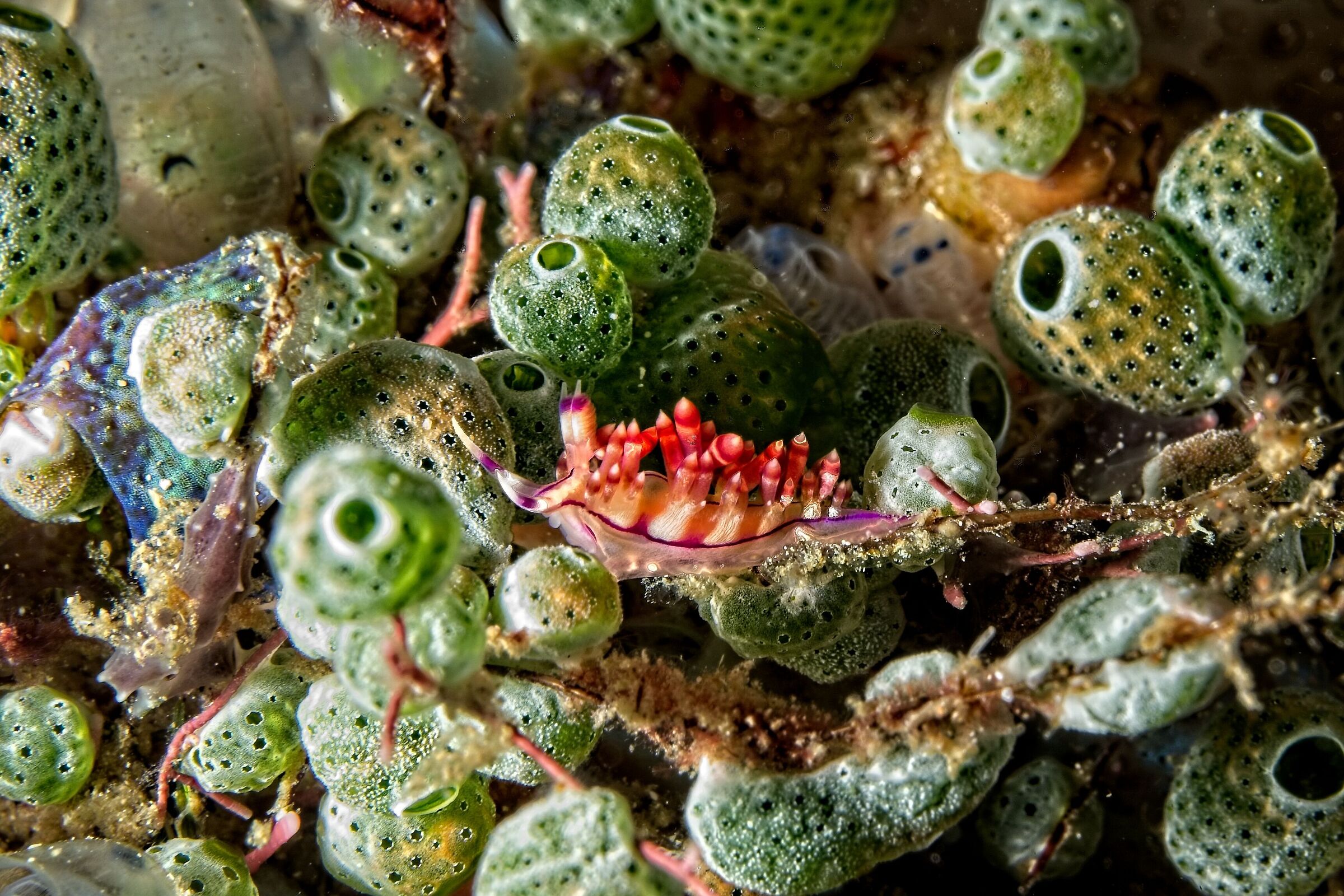 Aeolid nudibranchs - flabellinidae