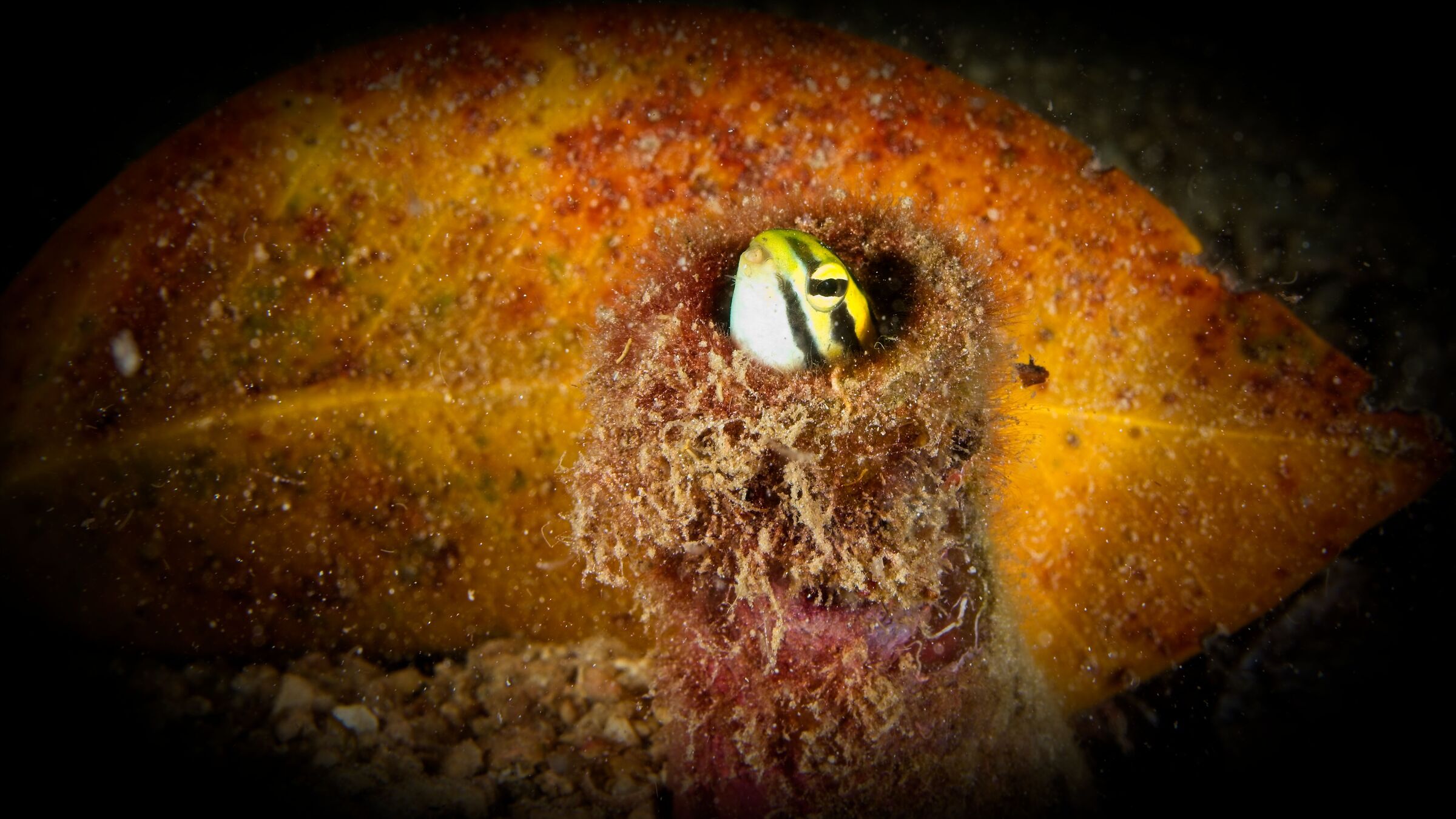 Fangblenny