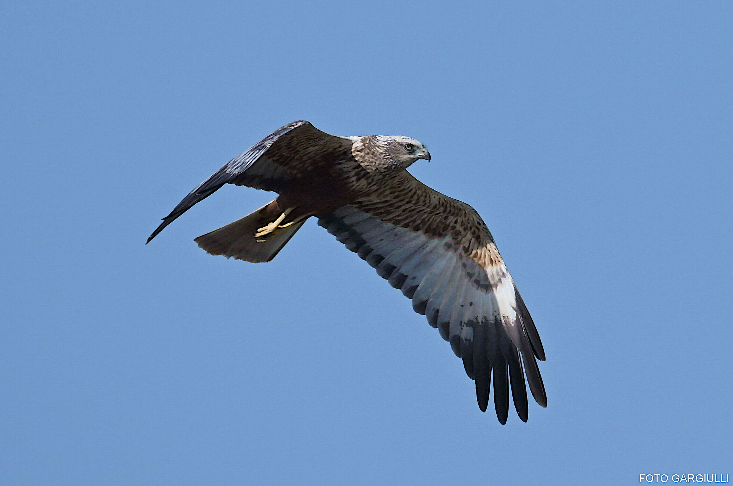 Male Marsh Harrier