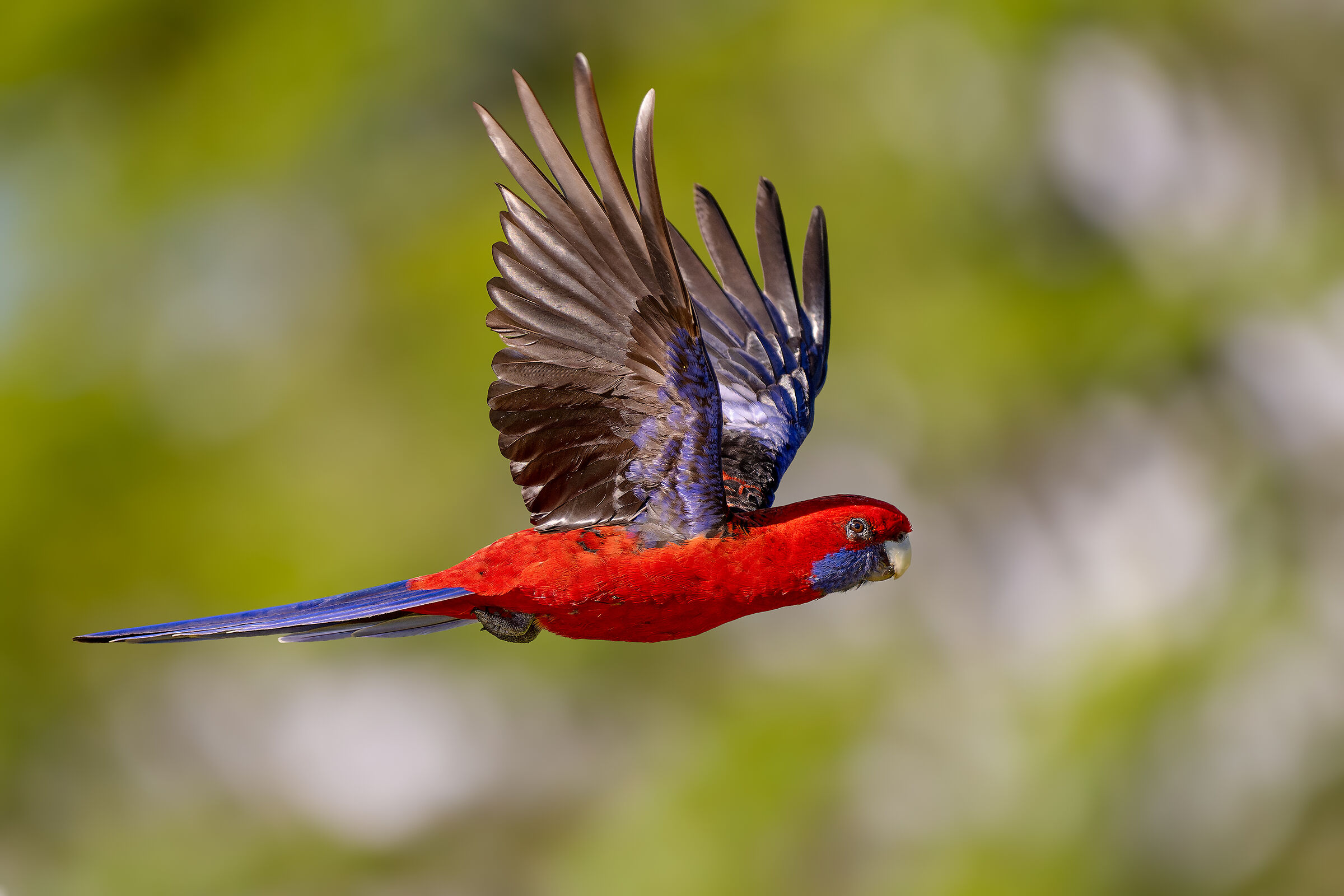 Rosella cremisi (Platycercus elegans)