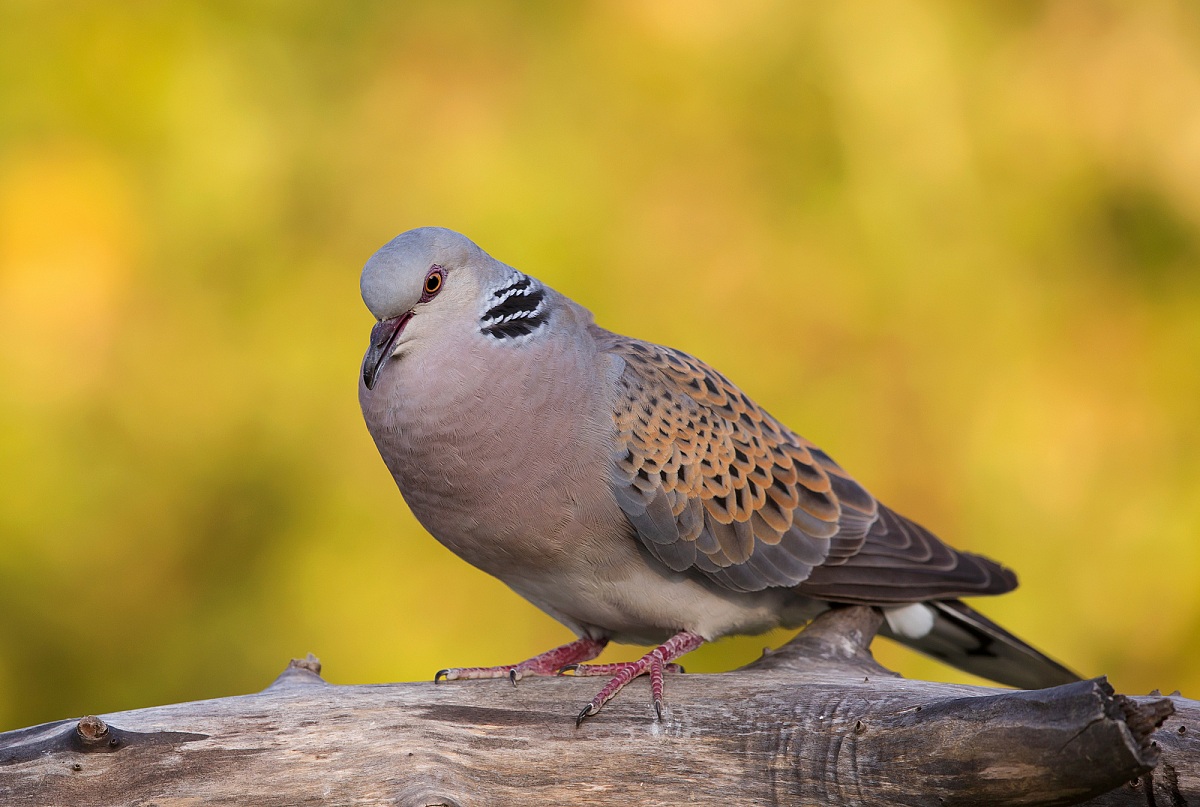 turtle dove