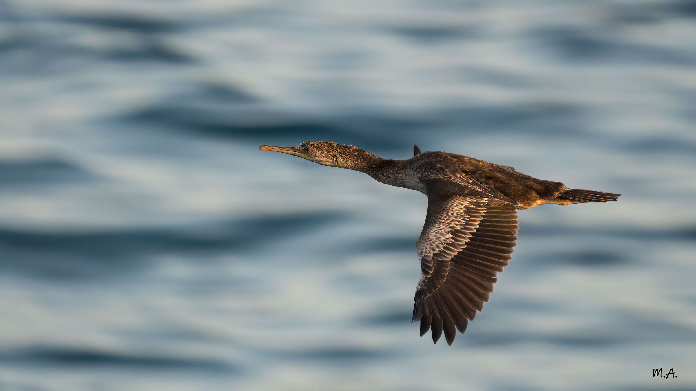Marangone dal ciuffo giovane in volo