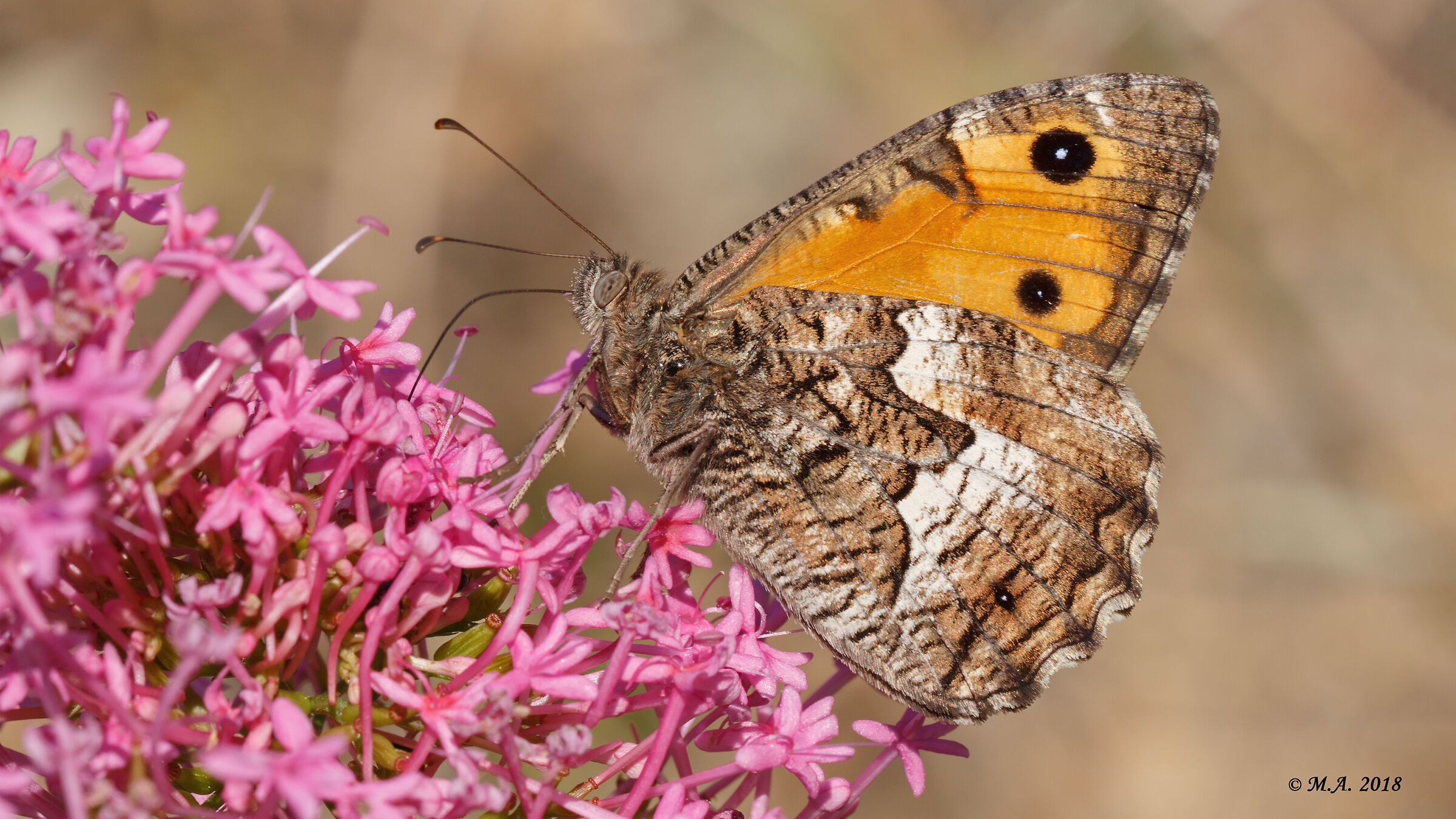 Hipparchia neapolitana