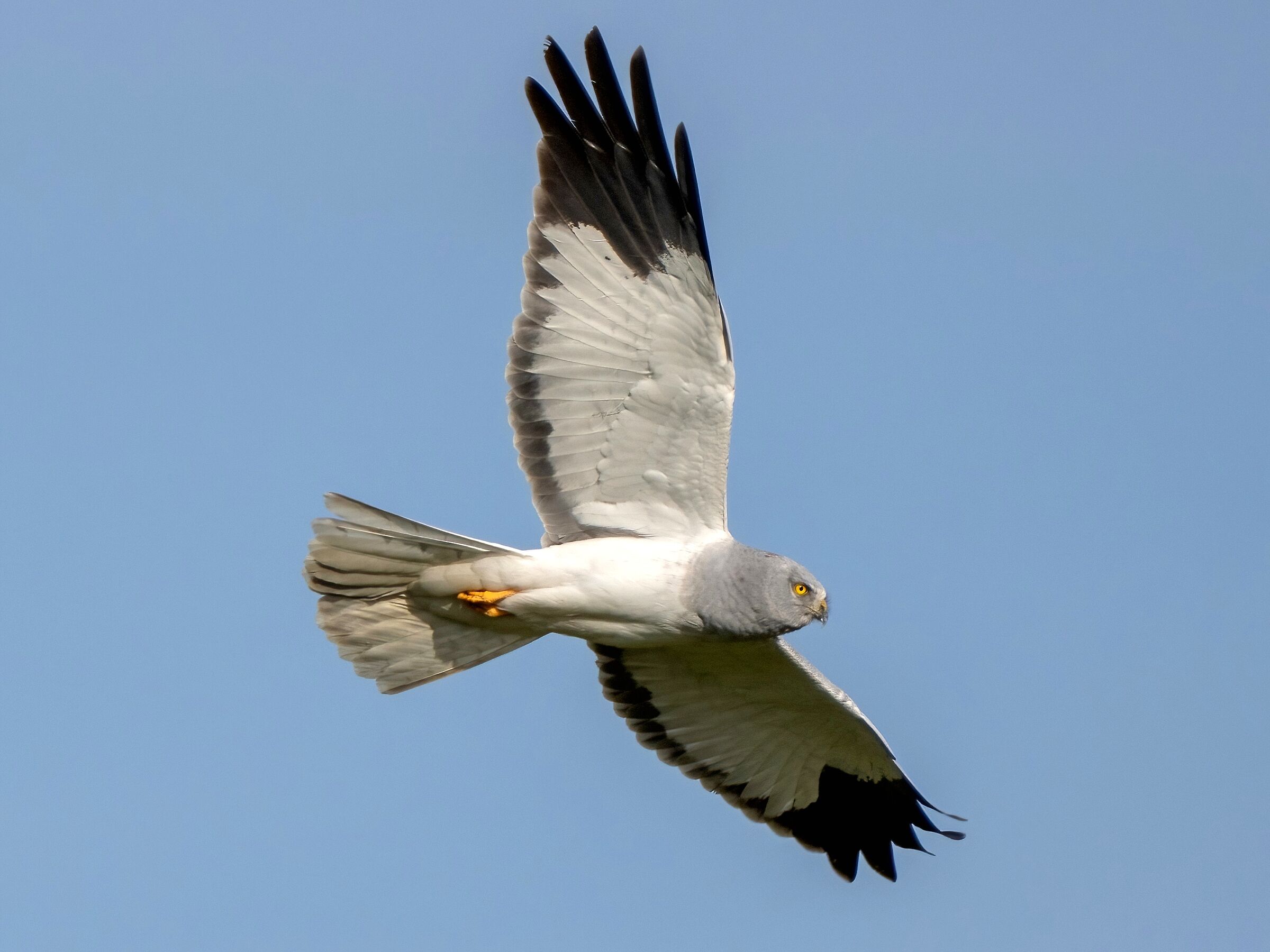 Hen Harrier (Circus cyaneus)