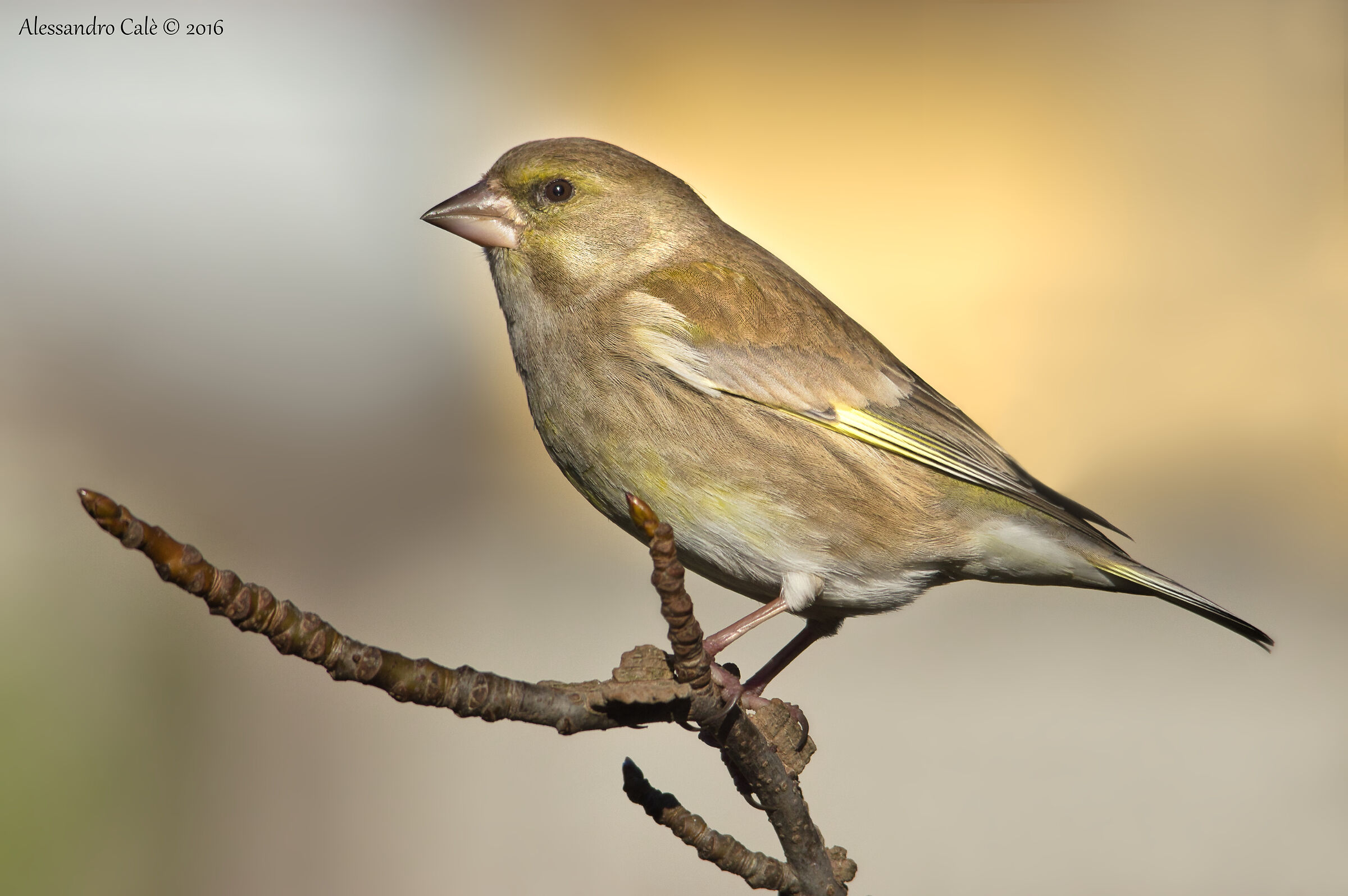 Carduelis chloris (Greenfinch) 1416