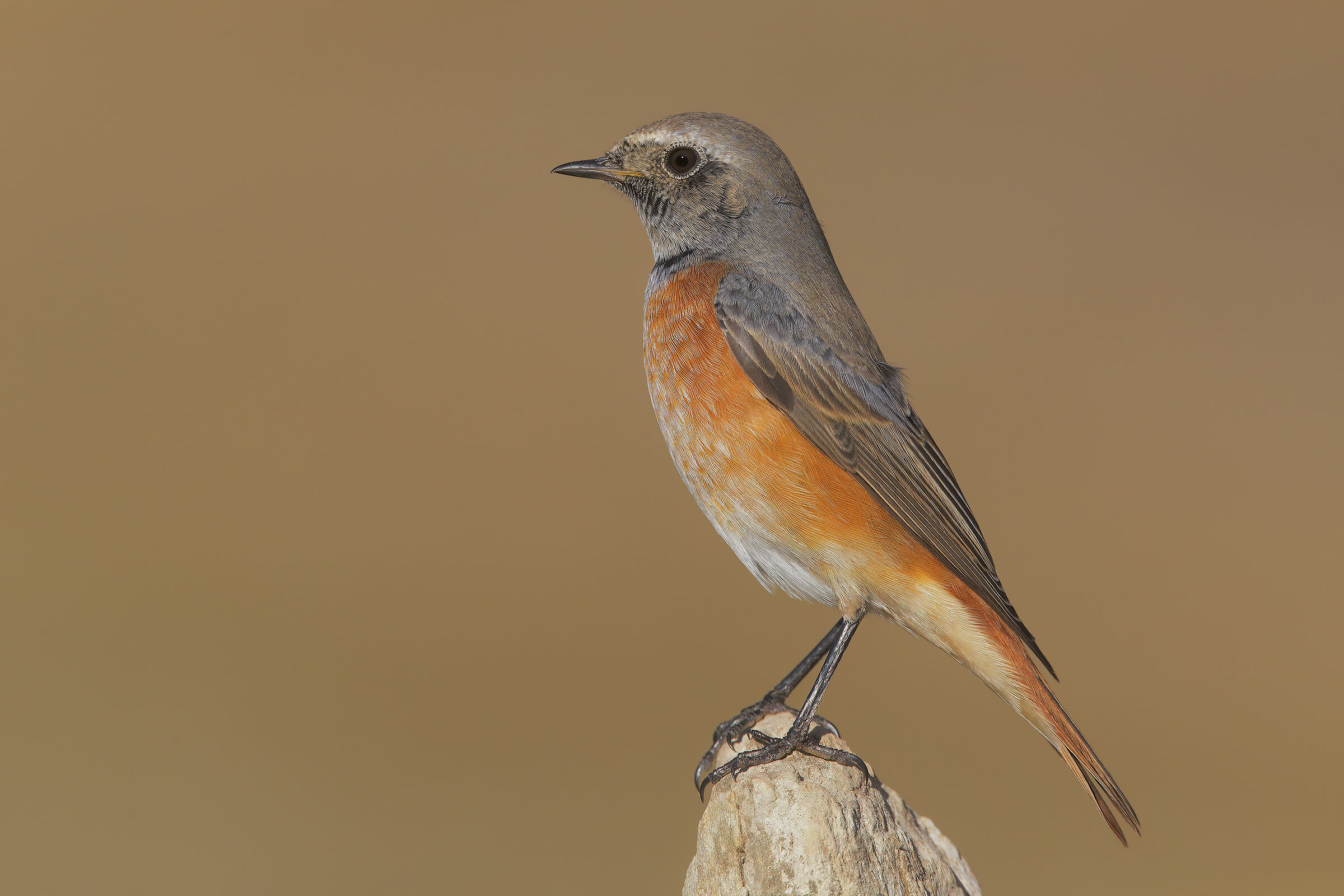 Common Redstart
