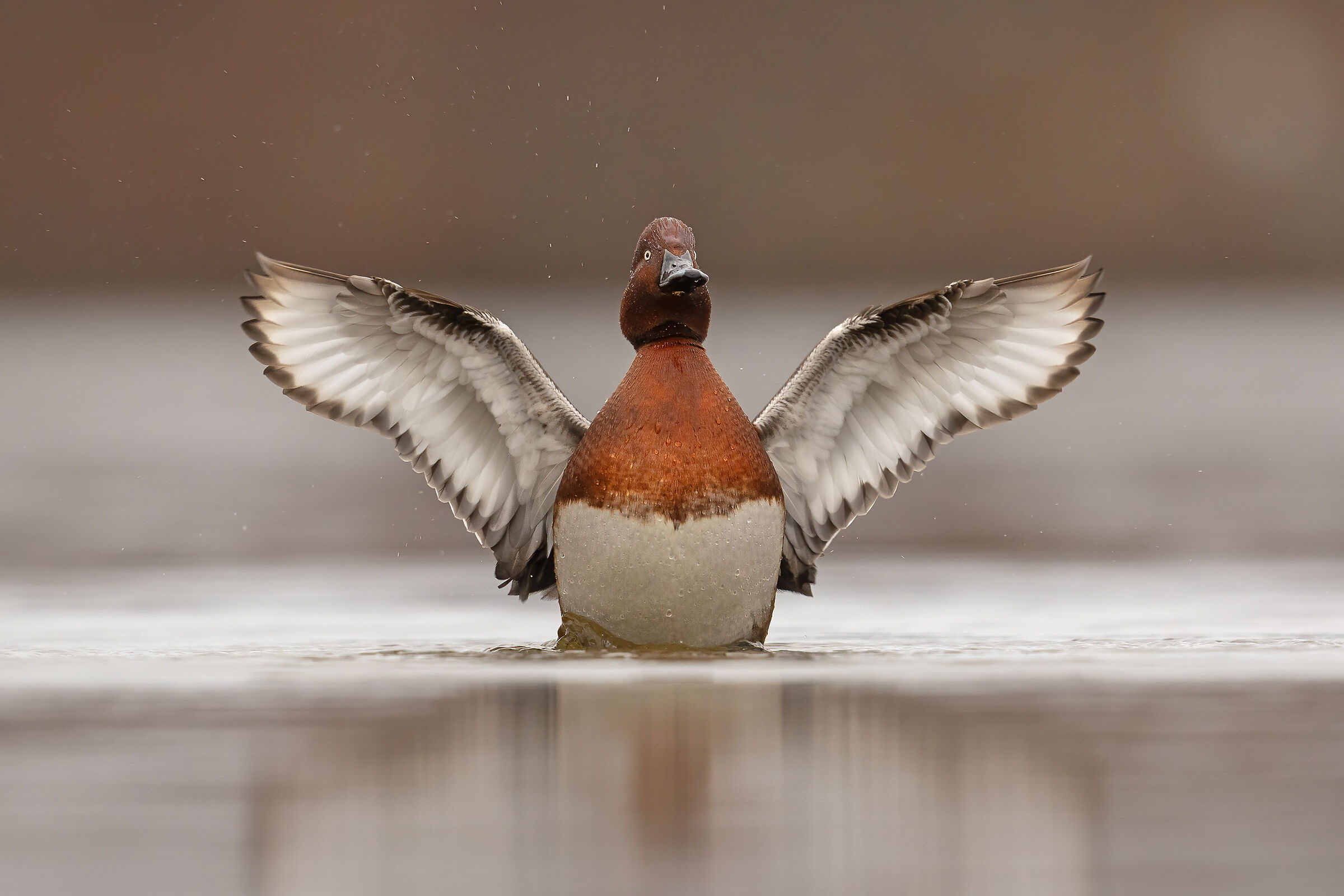 Pochard