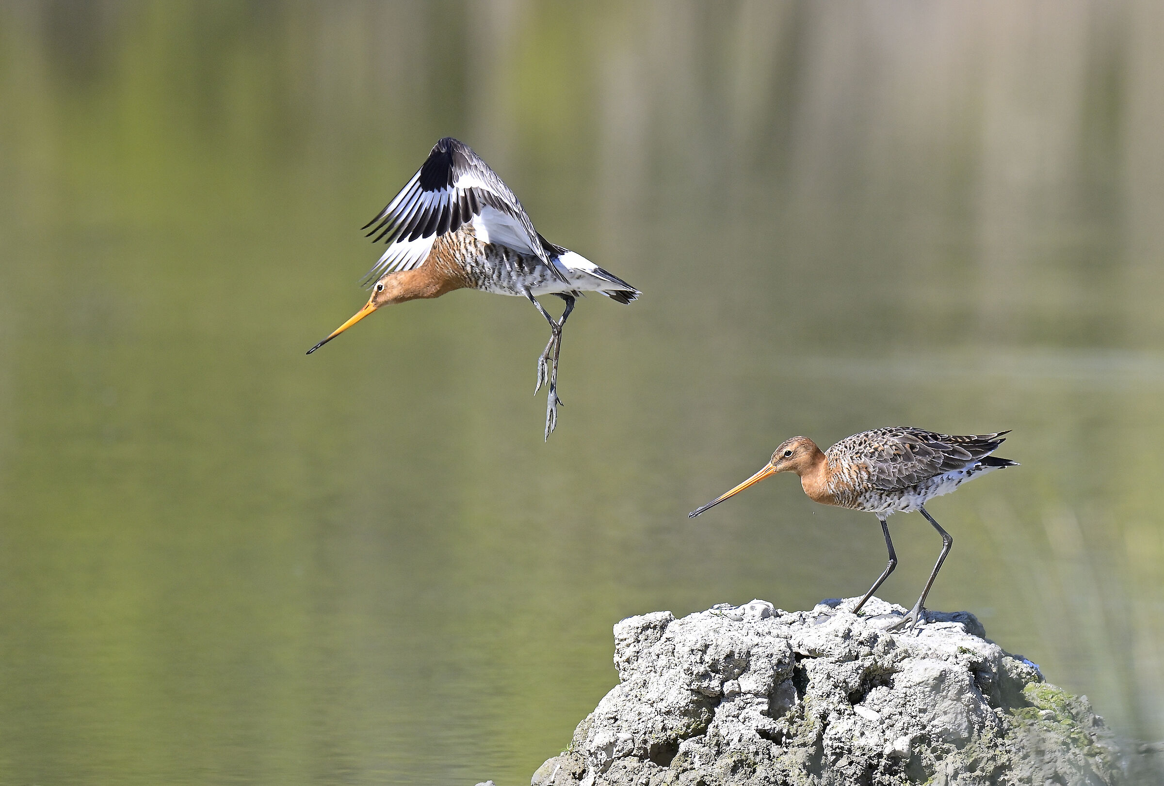 Royal godwit
