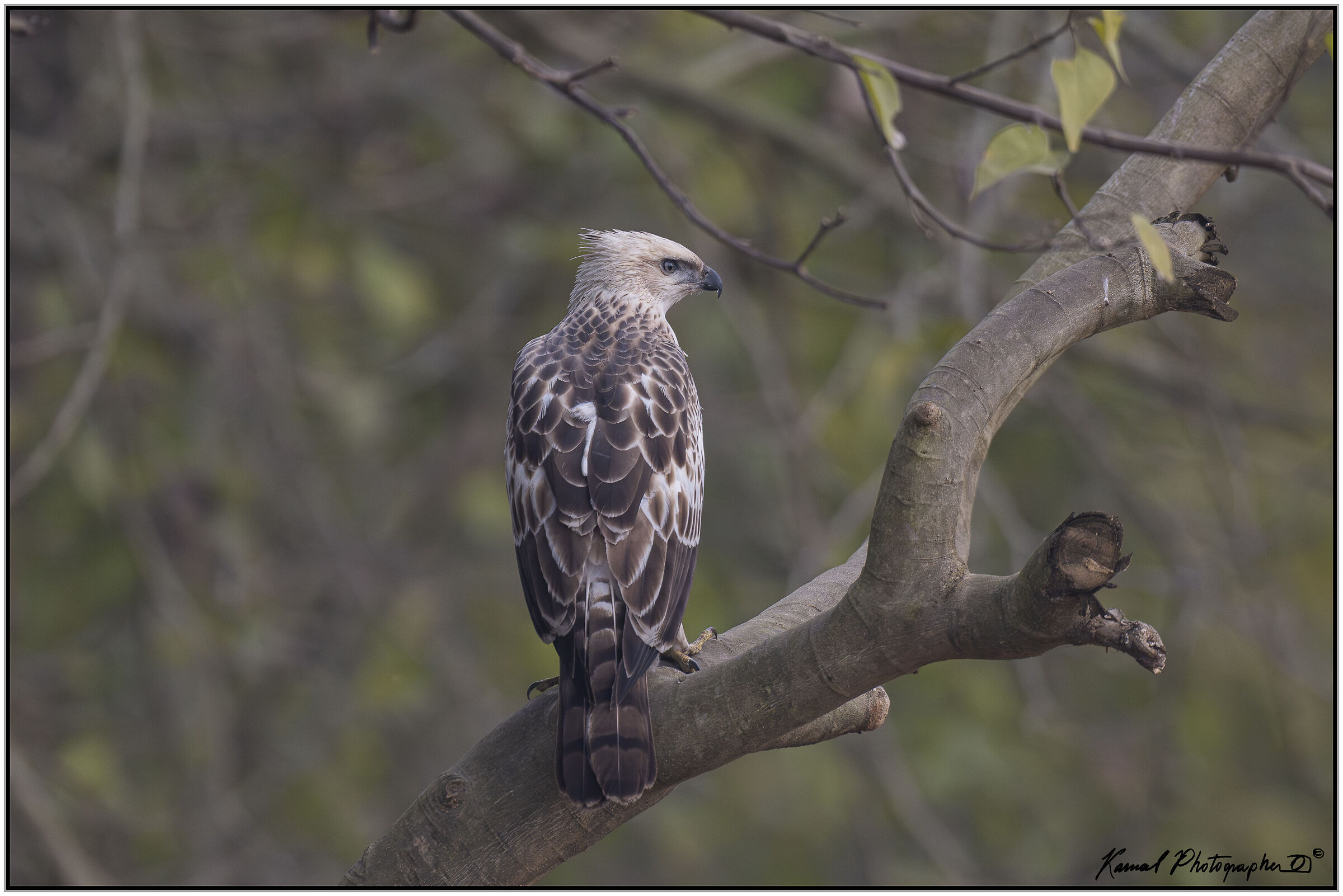 Variable Eaglestore (Nisaetus cirrhatus)