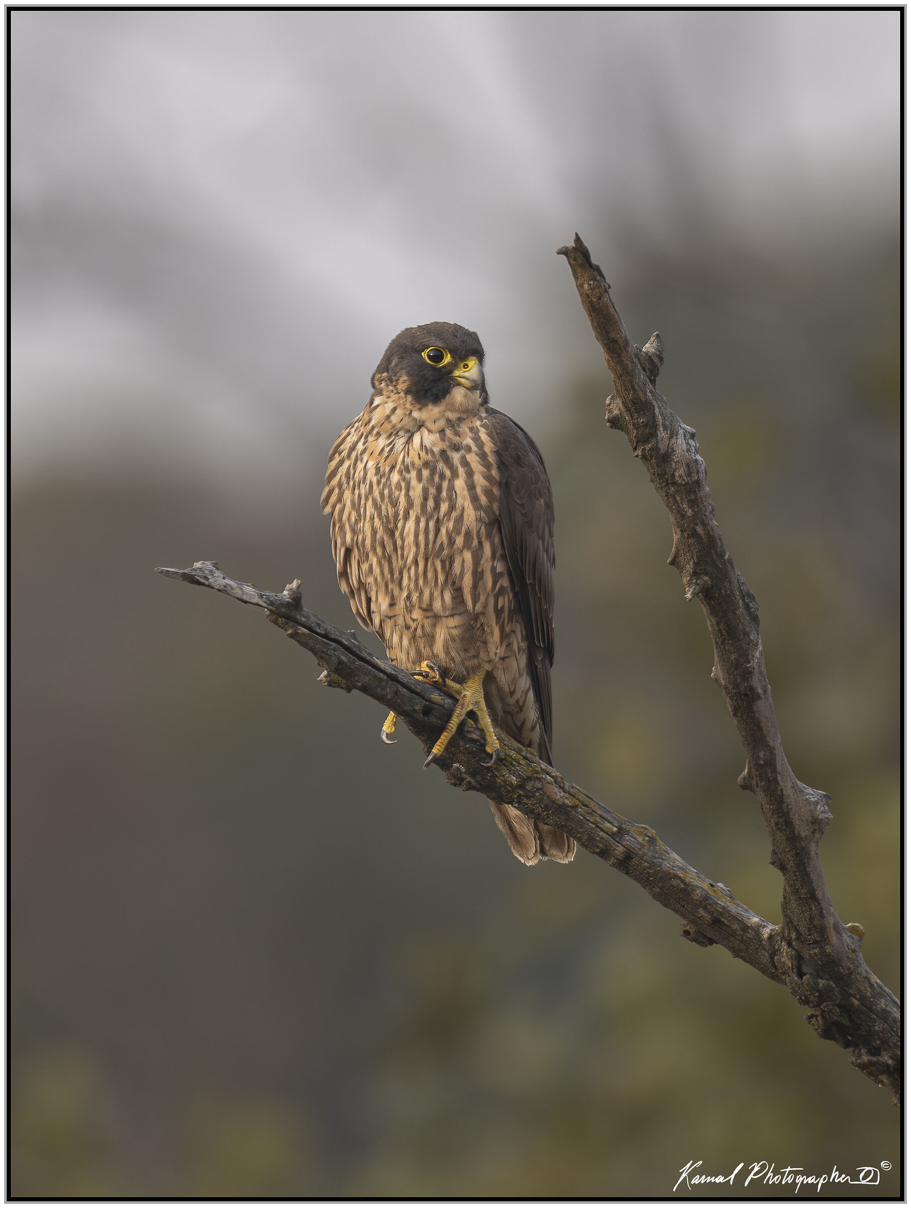 Peregrine falcon (Falco peregrinus)