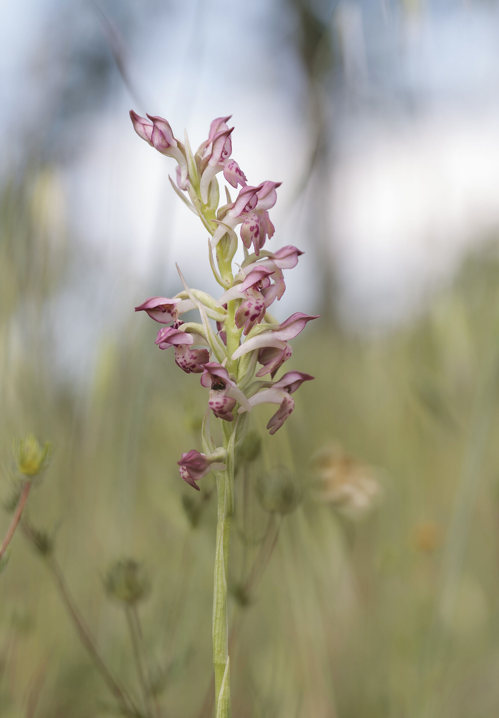 Anacamptis 1