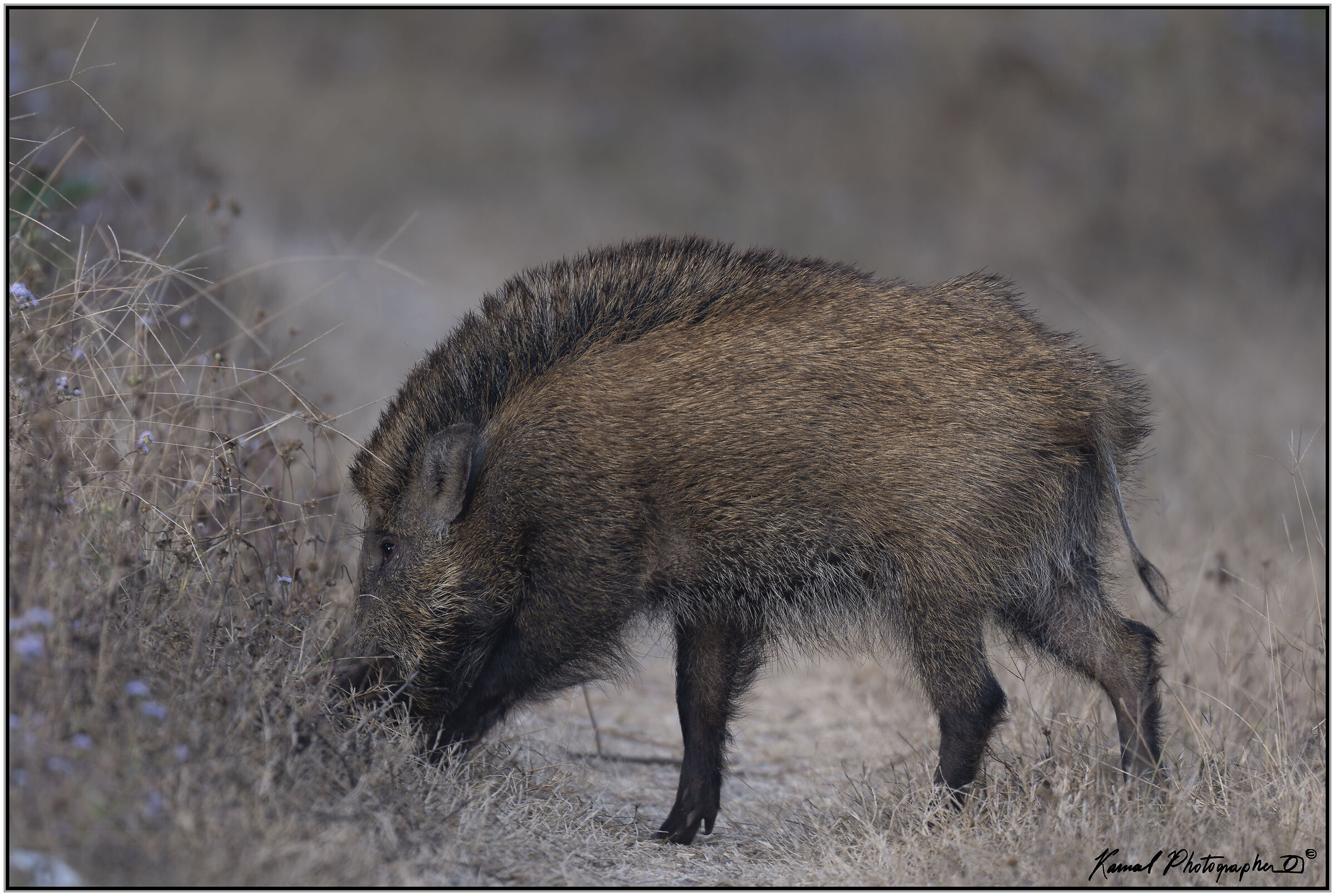 Indian wild boar (Sus scrofa cristatus)