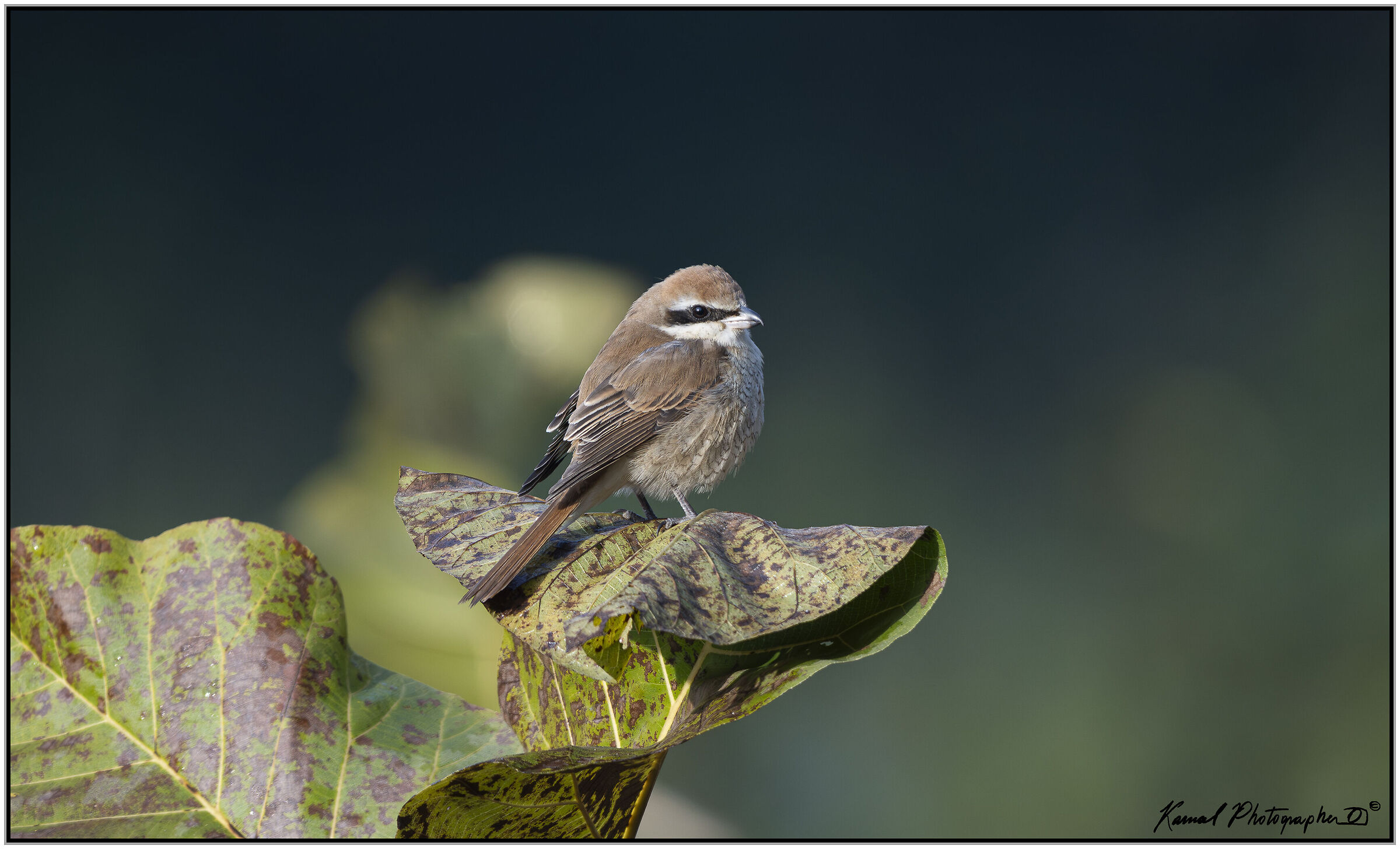 Brown Shrike (Lanius cristatus)