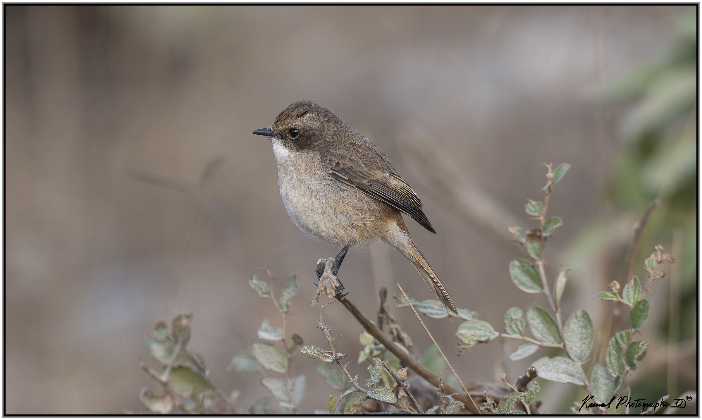 Grey Stonechatter (Saxicola ferreus)